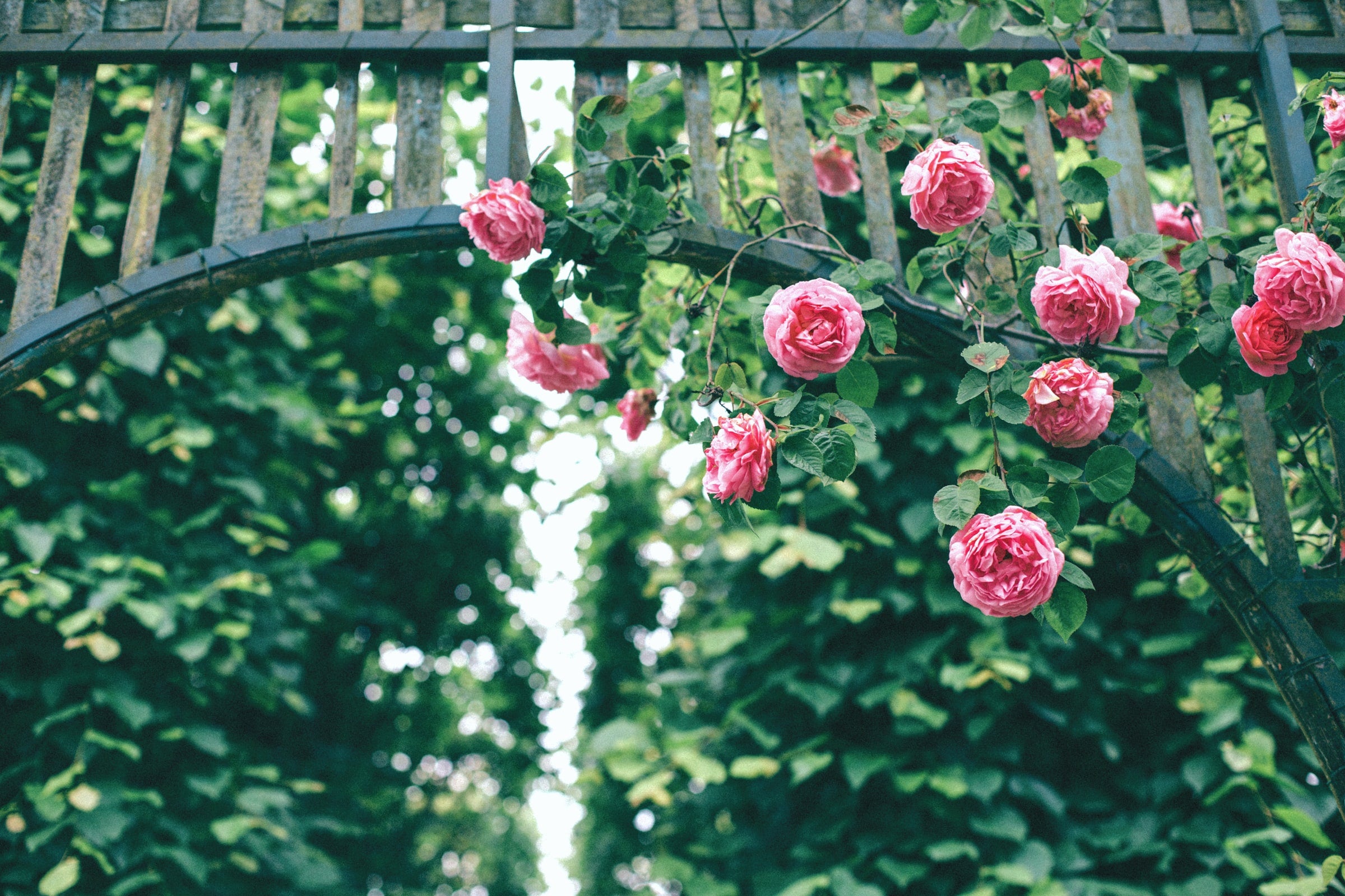 Rose grimpante ROSE x3