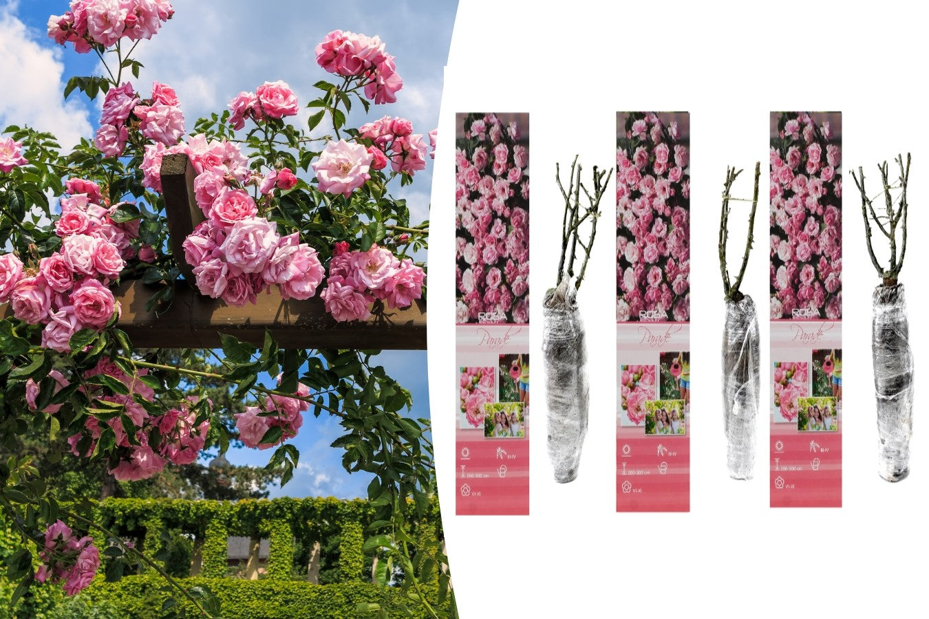 Lot de 3 rosiers grimpants ROSE