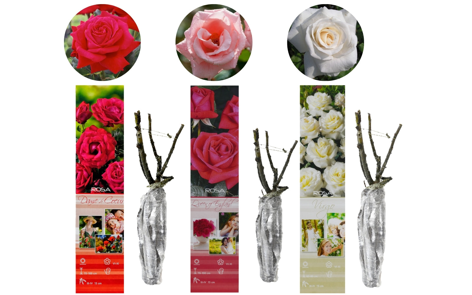 Roses à grandes fleurs x3