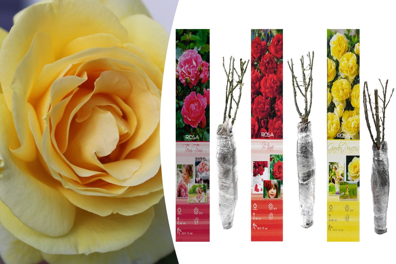 Mix de Roses Polyantha x3