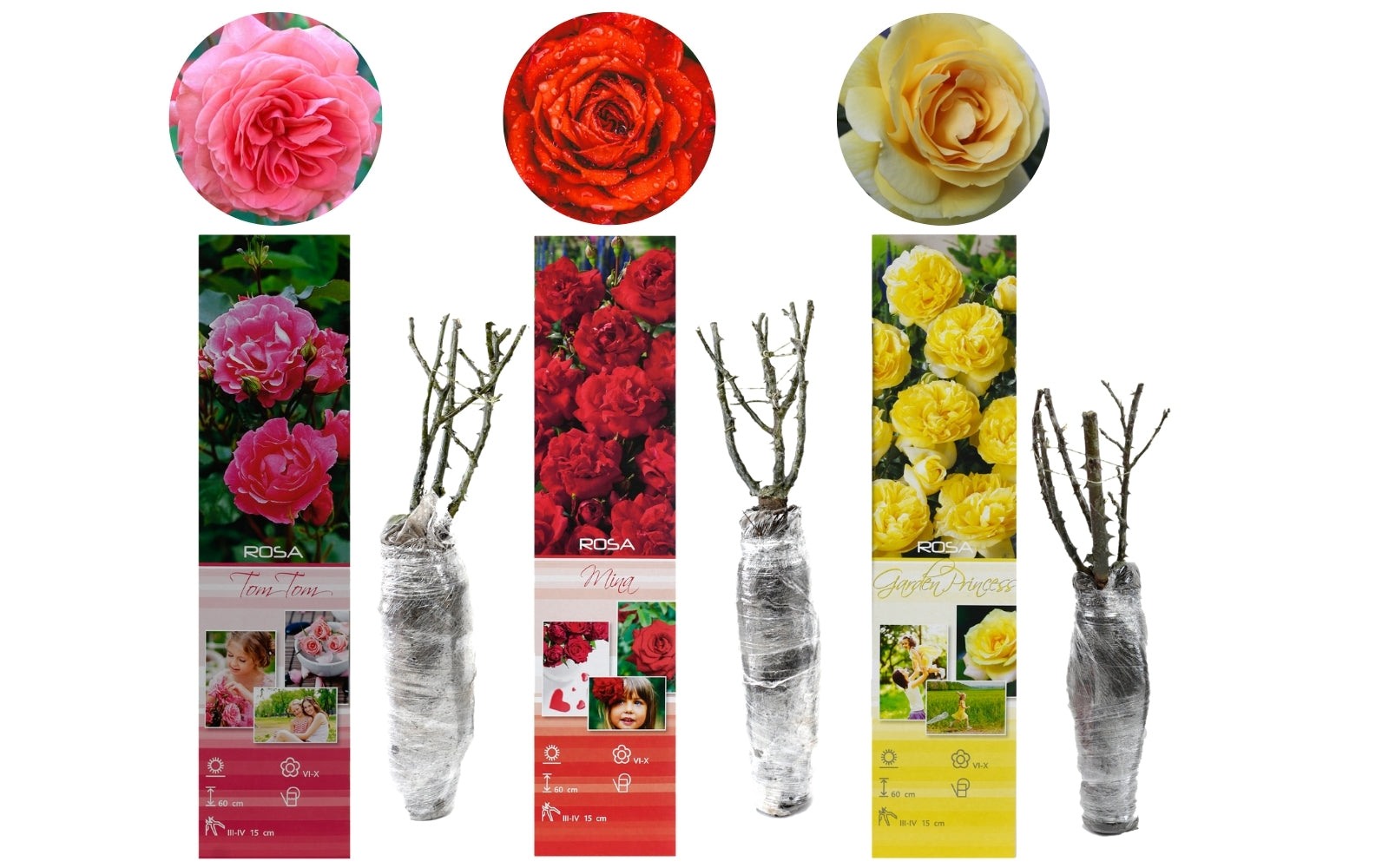 Mix de Roses Polyantha x3