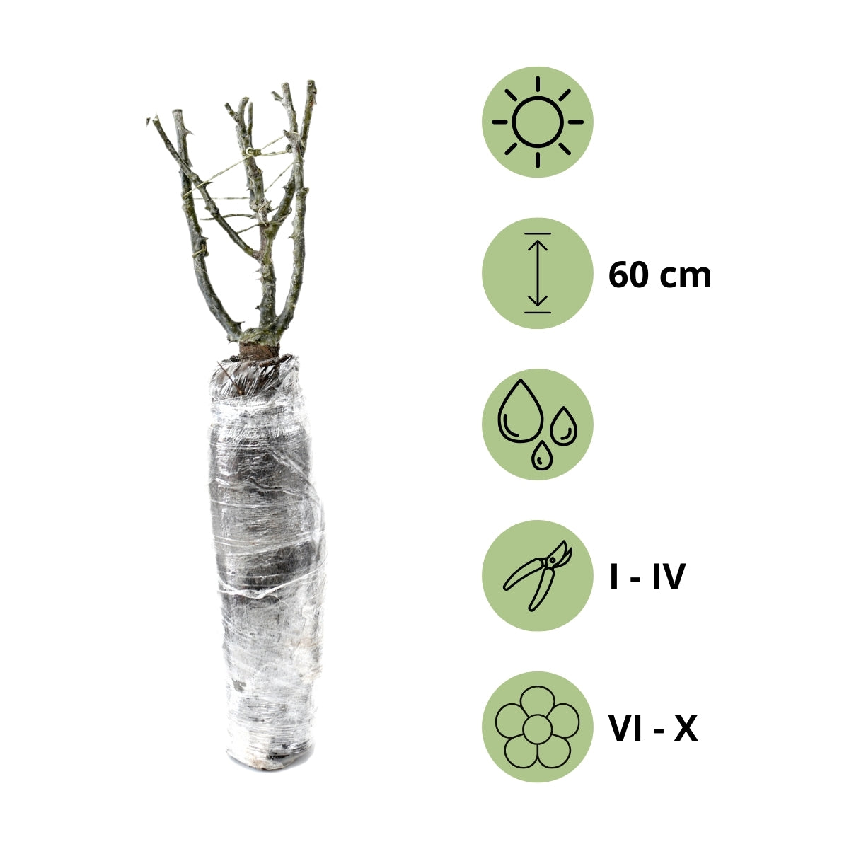 Mix de Roses Polyantha x3