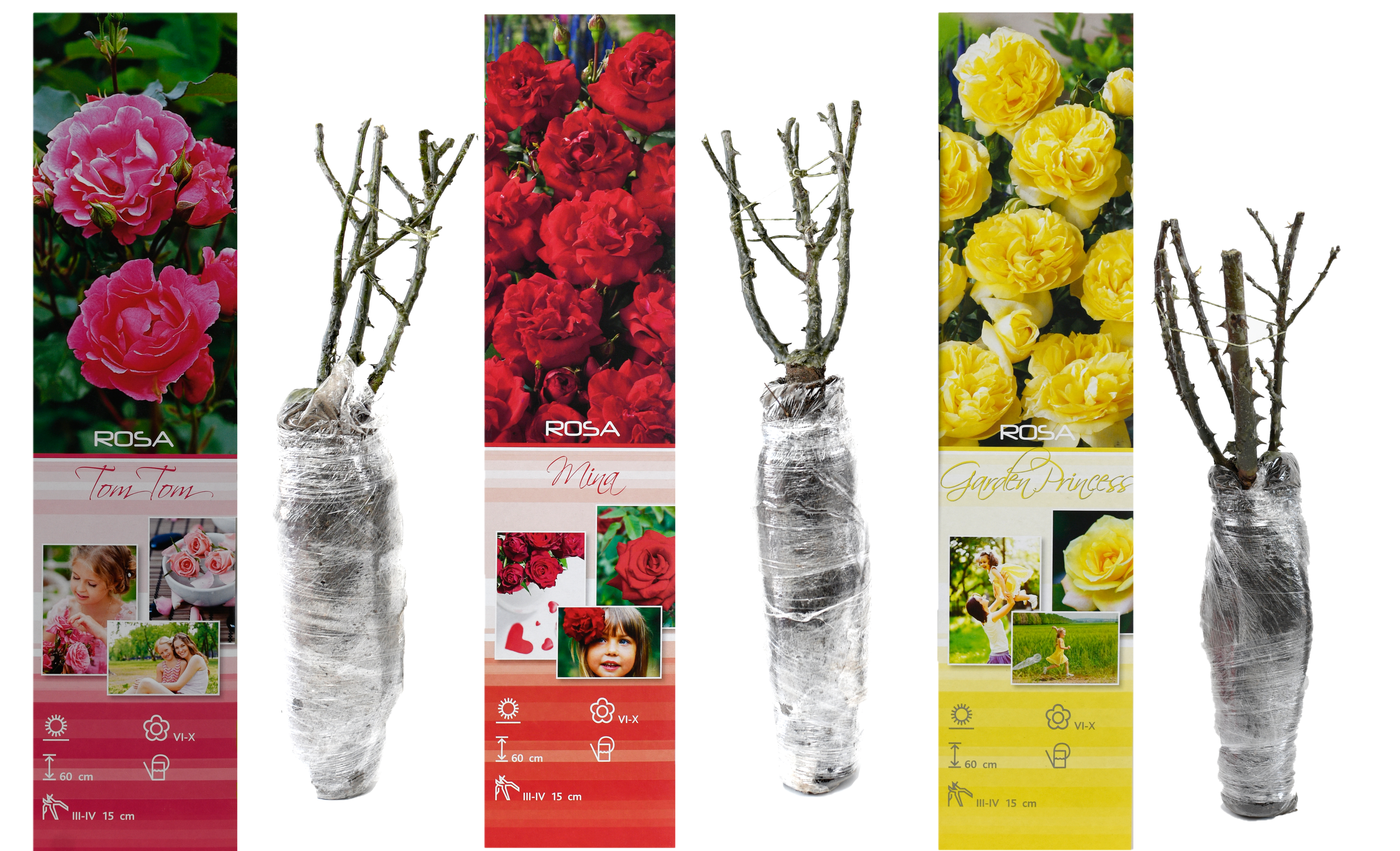 Mix de Roses Polyantha x3