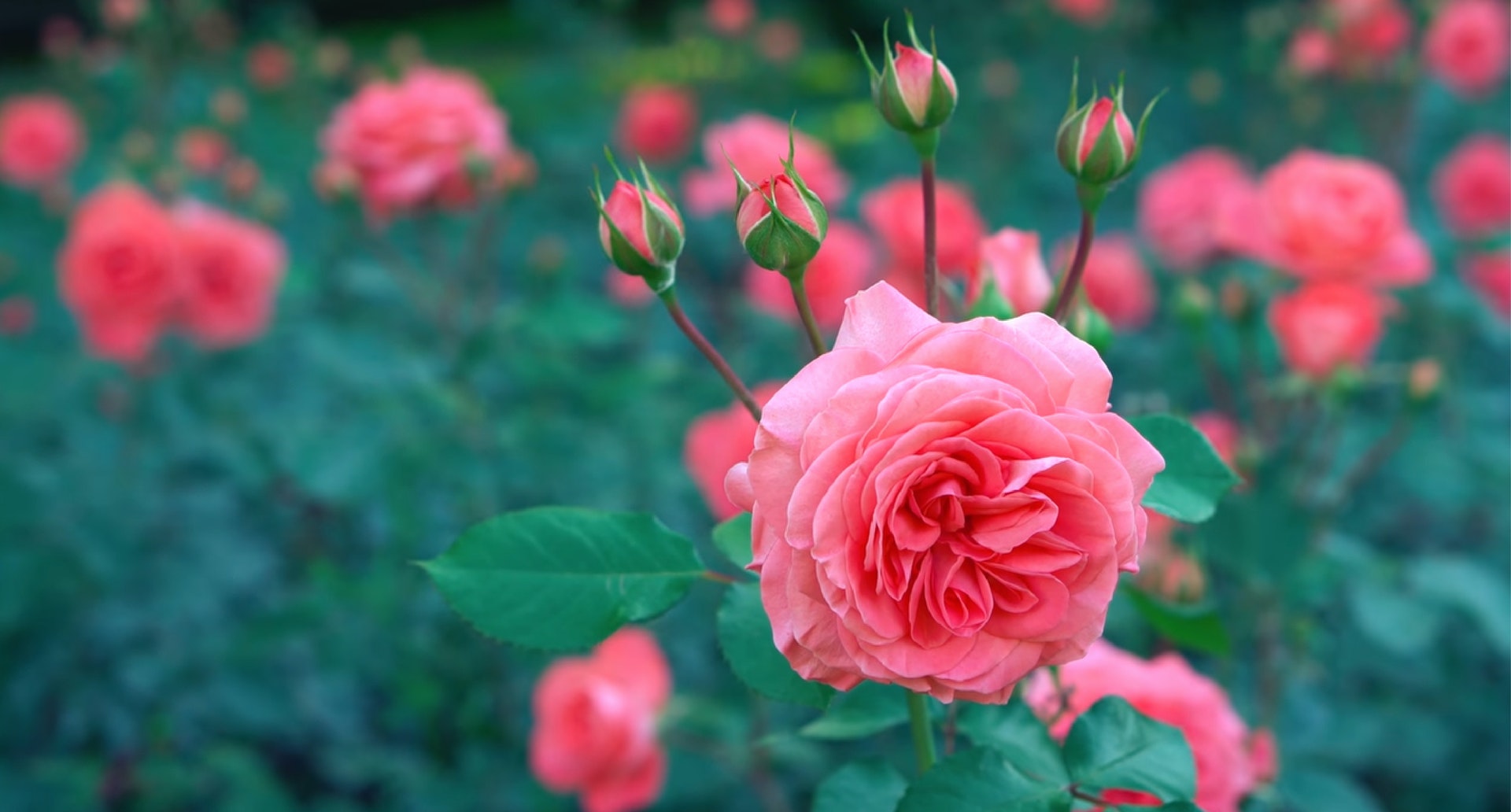 Mix de Roses Polyantha x3