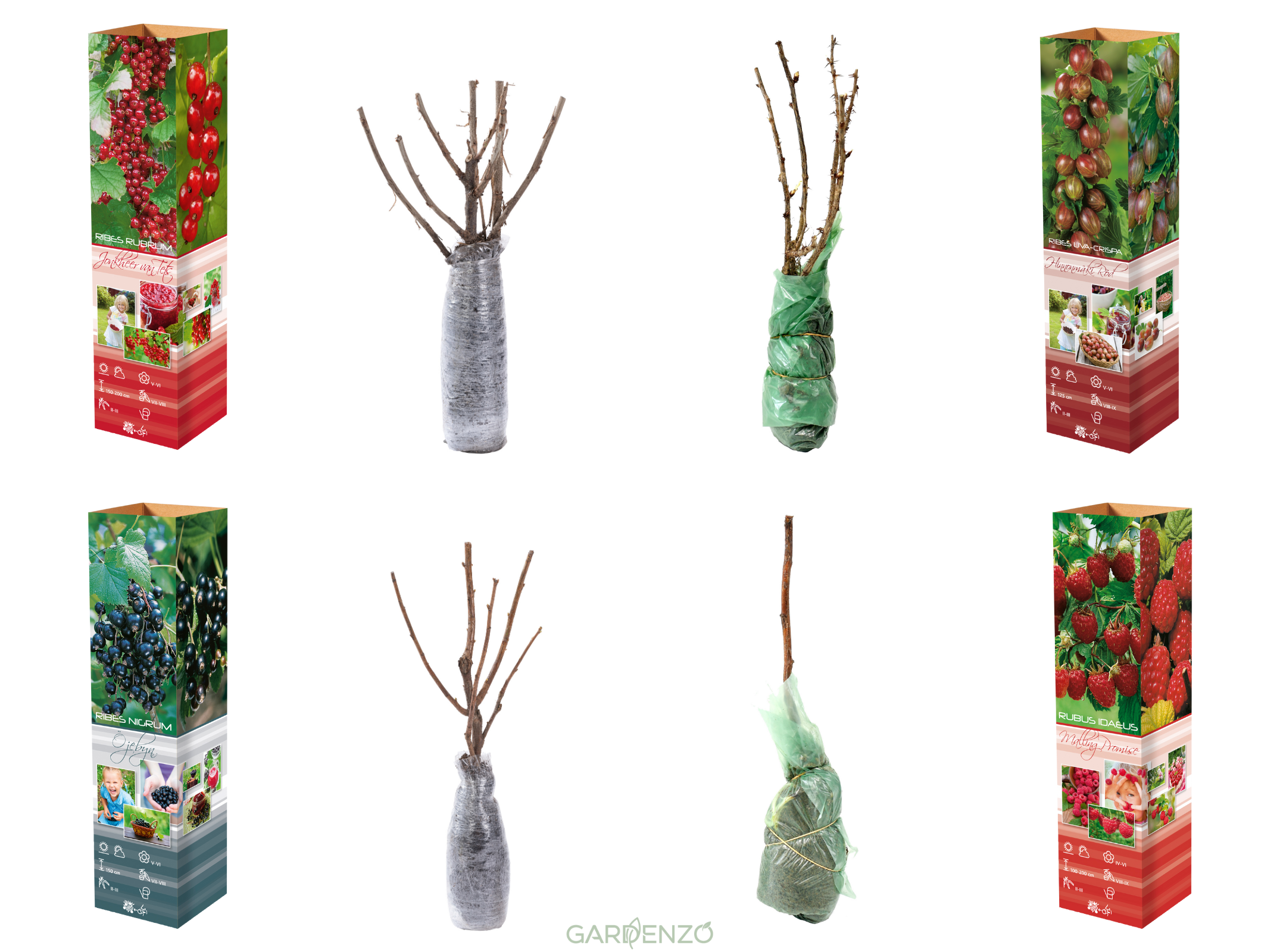 Lot de 4 plantes fruitières : 1 framboisier, 1 cassis, 1 groseillier rouge, 1 groseillier noir (30–38 cm)
