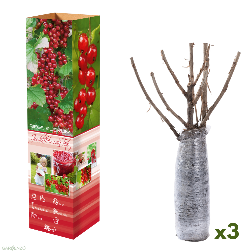 Lot de 3 groseilliers 30–38 cm