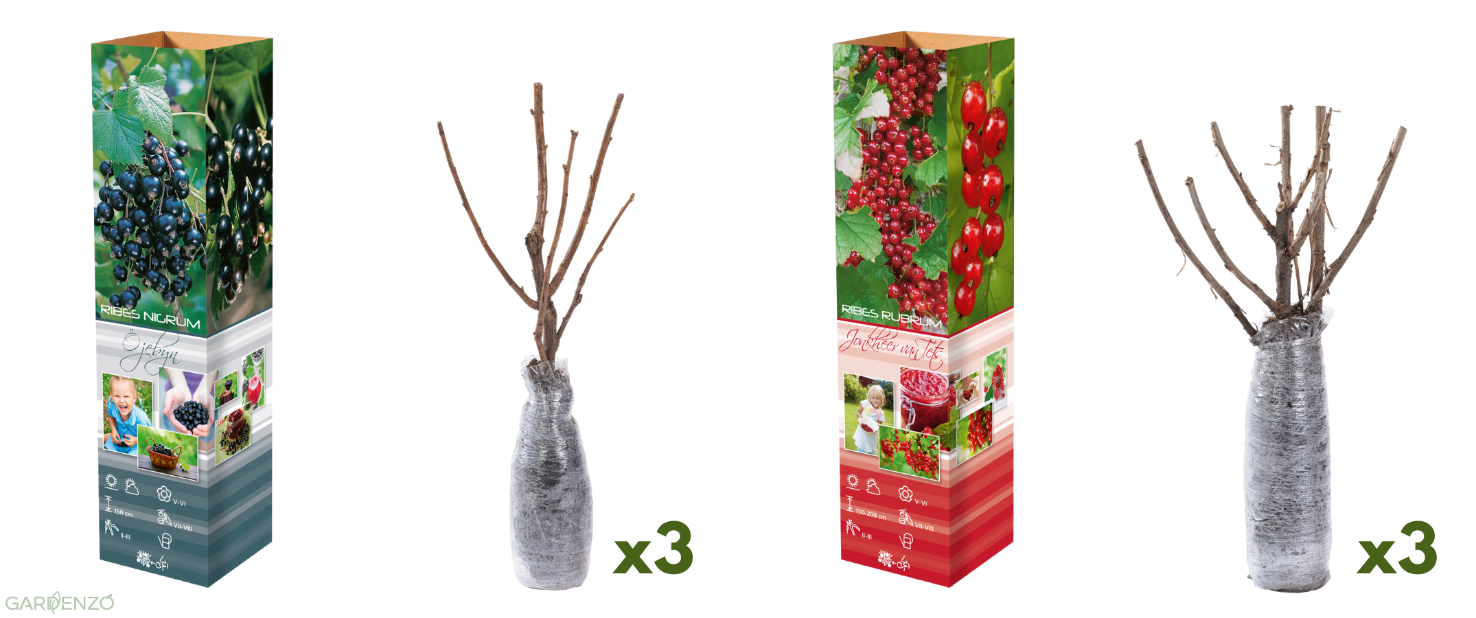 Lot de 6 arbustes à baies 30-38 cm - 3 groseilliers rouges, 3 cassis
