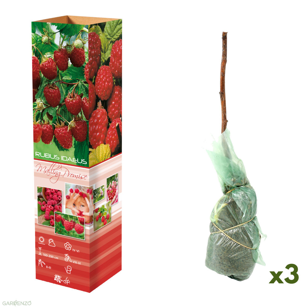 Lot de 3 framboisiers 30–38 cm