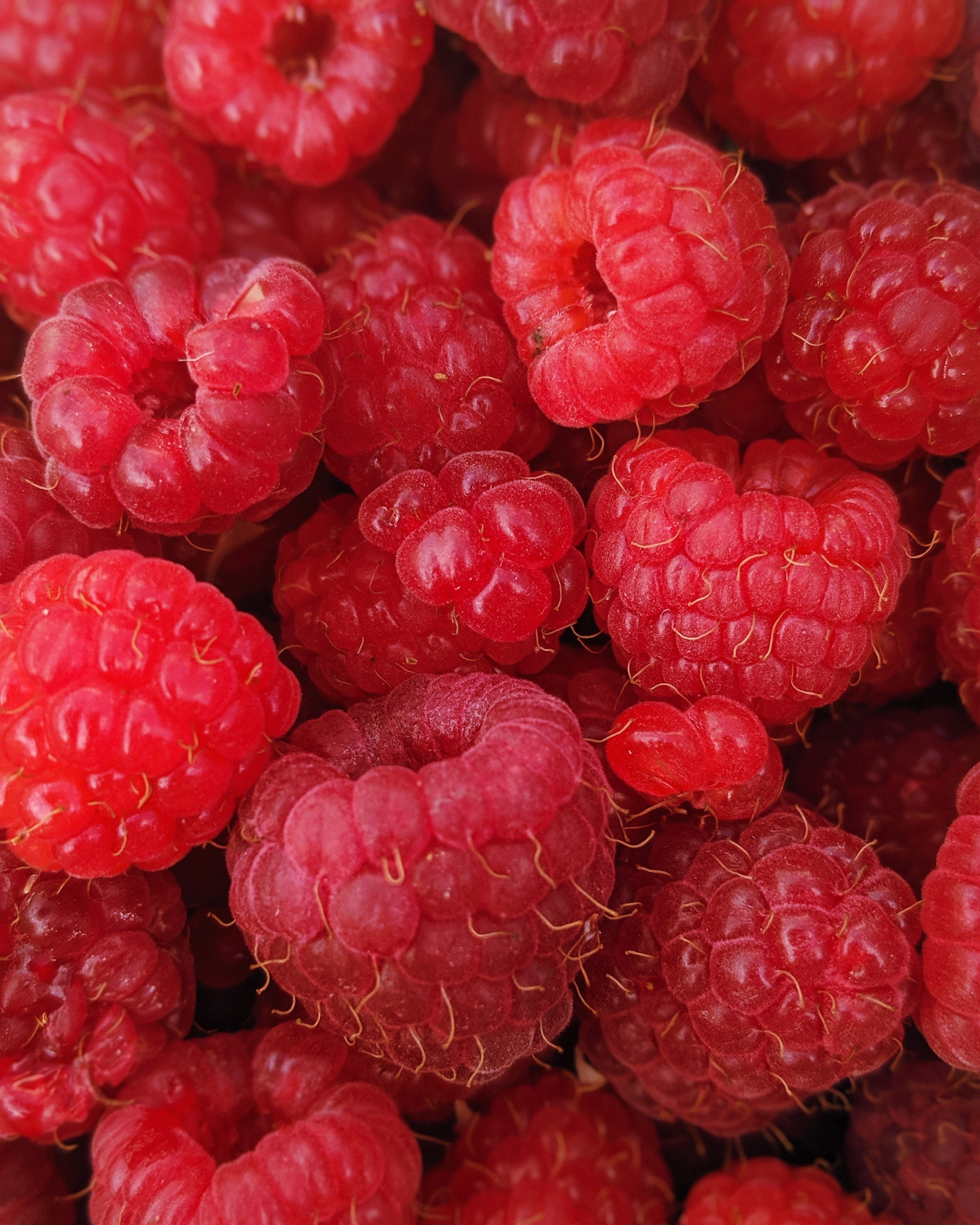 Lot de 25 plantes fruitières 30–38 cm : 20 fraisiers, 1 framboisier, 1 mûrier, 1 myrtillier, 1 groseillier, 1 cassis,