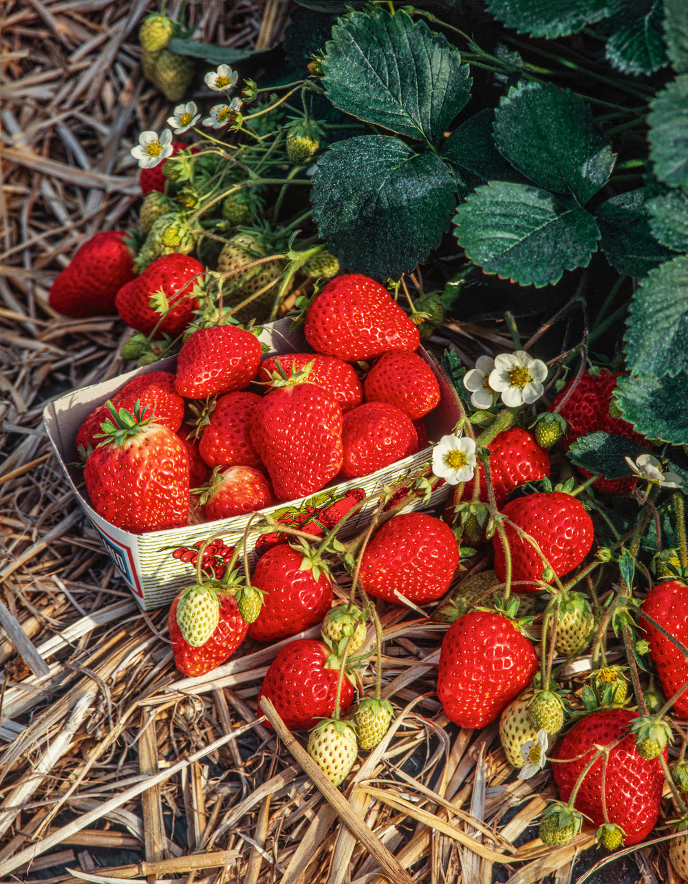 Lot de 25 plantes fruitières 30–38 cm : 20 fraisiers, 1 framboisier, 1 mûrier, 1 myrtillier, 1 groseillier, 1 cassis,