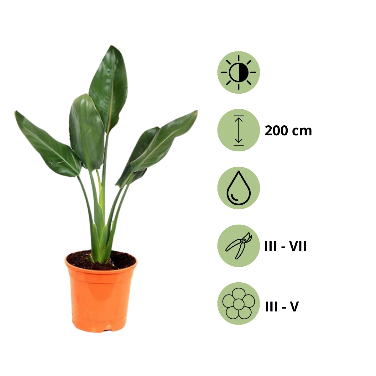 Lot de 6 Strelitzia Reginae Fleurs du Paradis - 25-38 cm