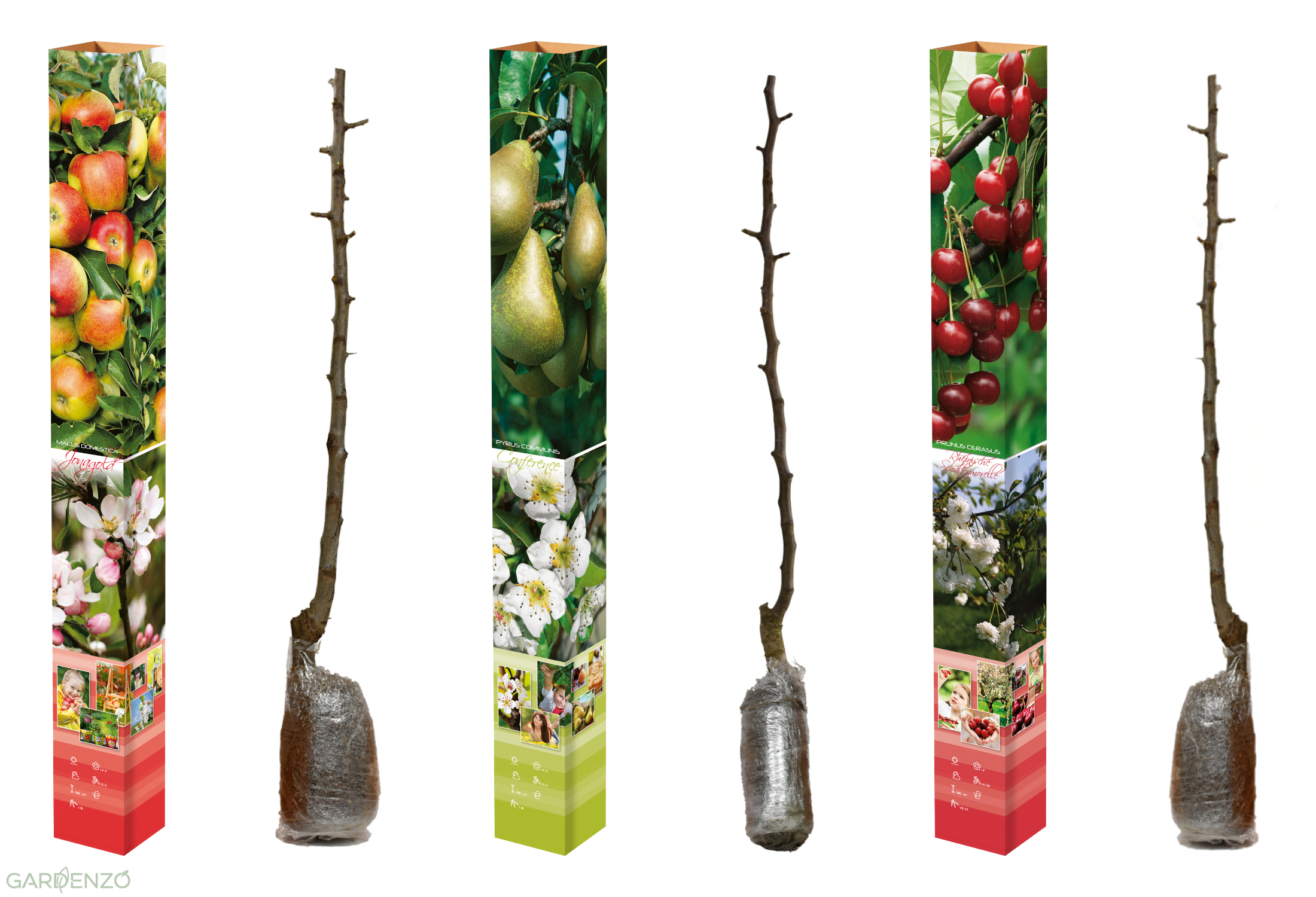Lot de 3 arbres fruitiers 85-93 cm - 1 pommier (Jonagold), 1 poirier (Conférence), 1 cerisier (Griotte)