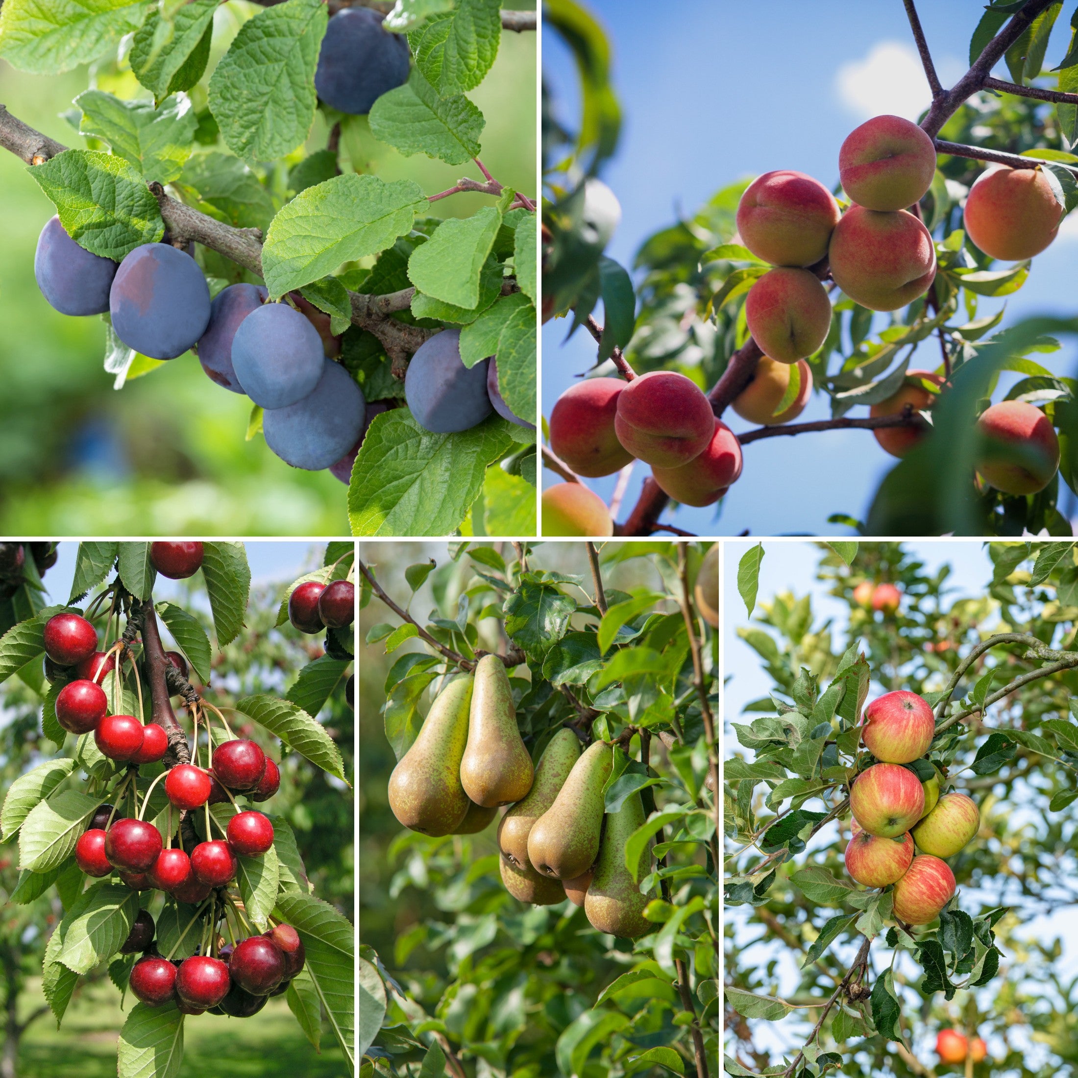 Lot de 5 arbres fruitiers 85-93 cm - 1 pommier (Jonagold), 1 poirier (Conférence), 1 cerisier (Griotte), 1 prunier (Opal), 1 pêcher (Red Haven)