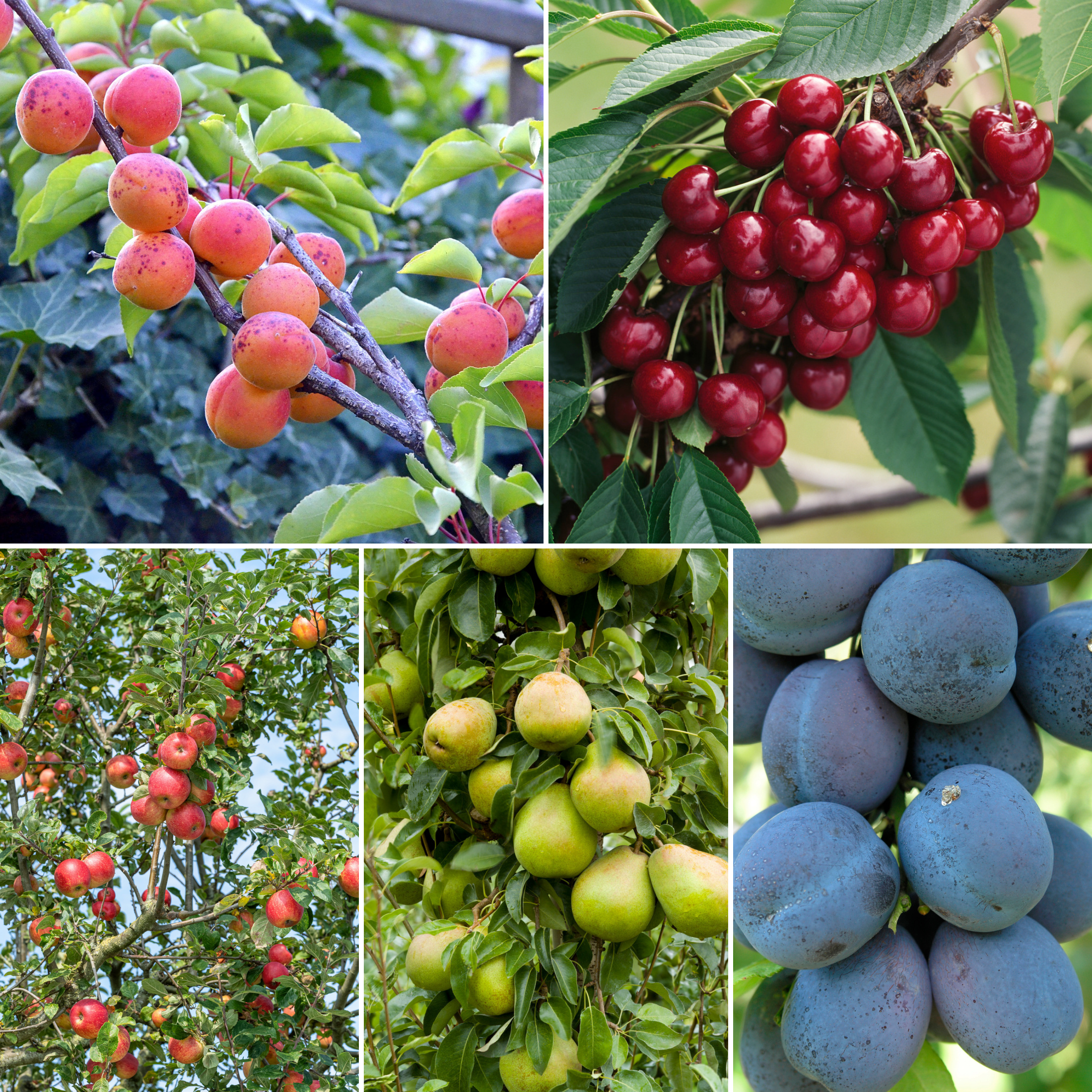 Lot de 10 arbres fruitiers 85-93 cm - 2 pommiers (Jonagold), 2 poiriers (Conférence), 2 cerisiers (Griotte), 2 pruniers (Opal), 2 pêchers (Red Haven)