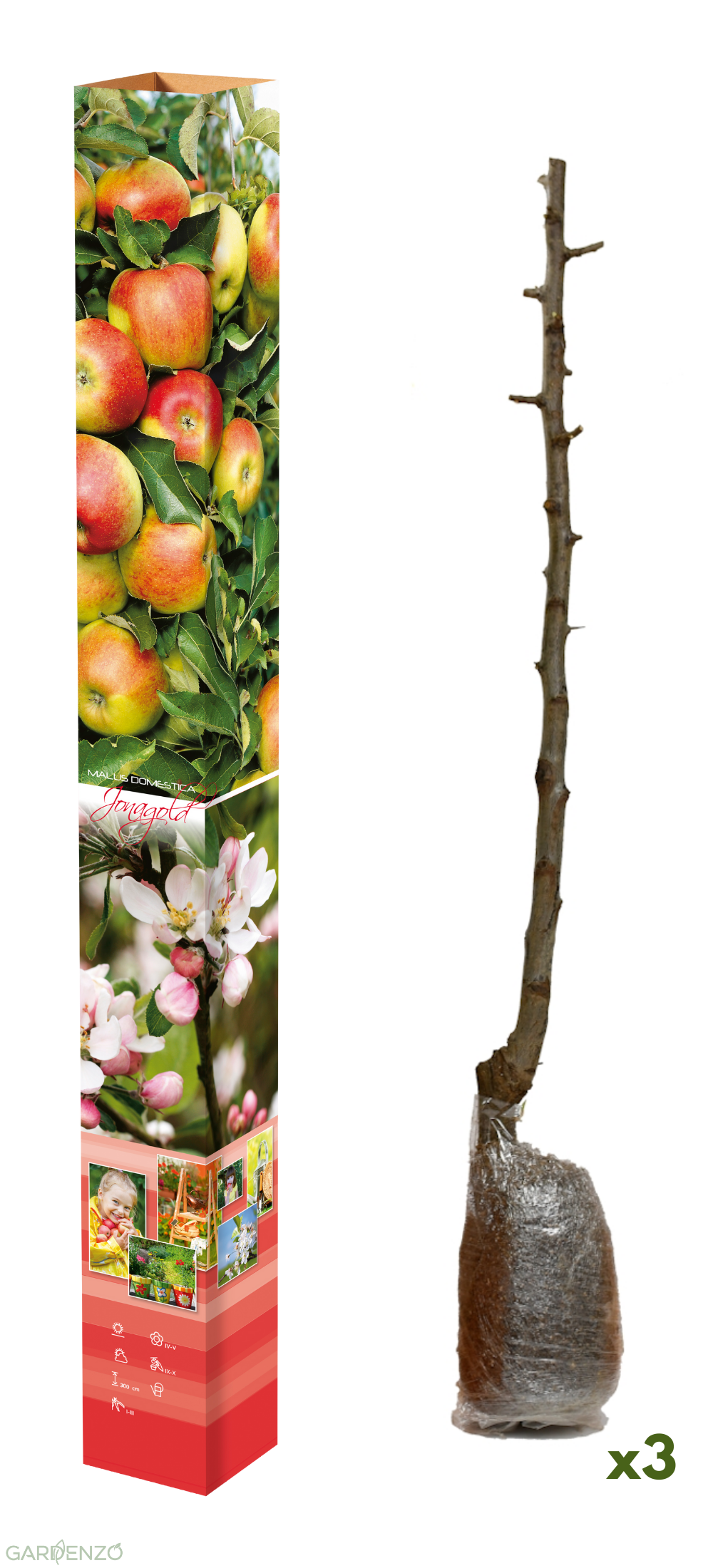 Lot de 3 pommiers (Jonagold) - 85-93 cm