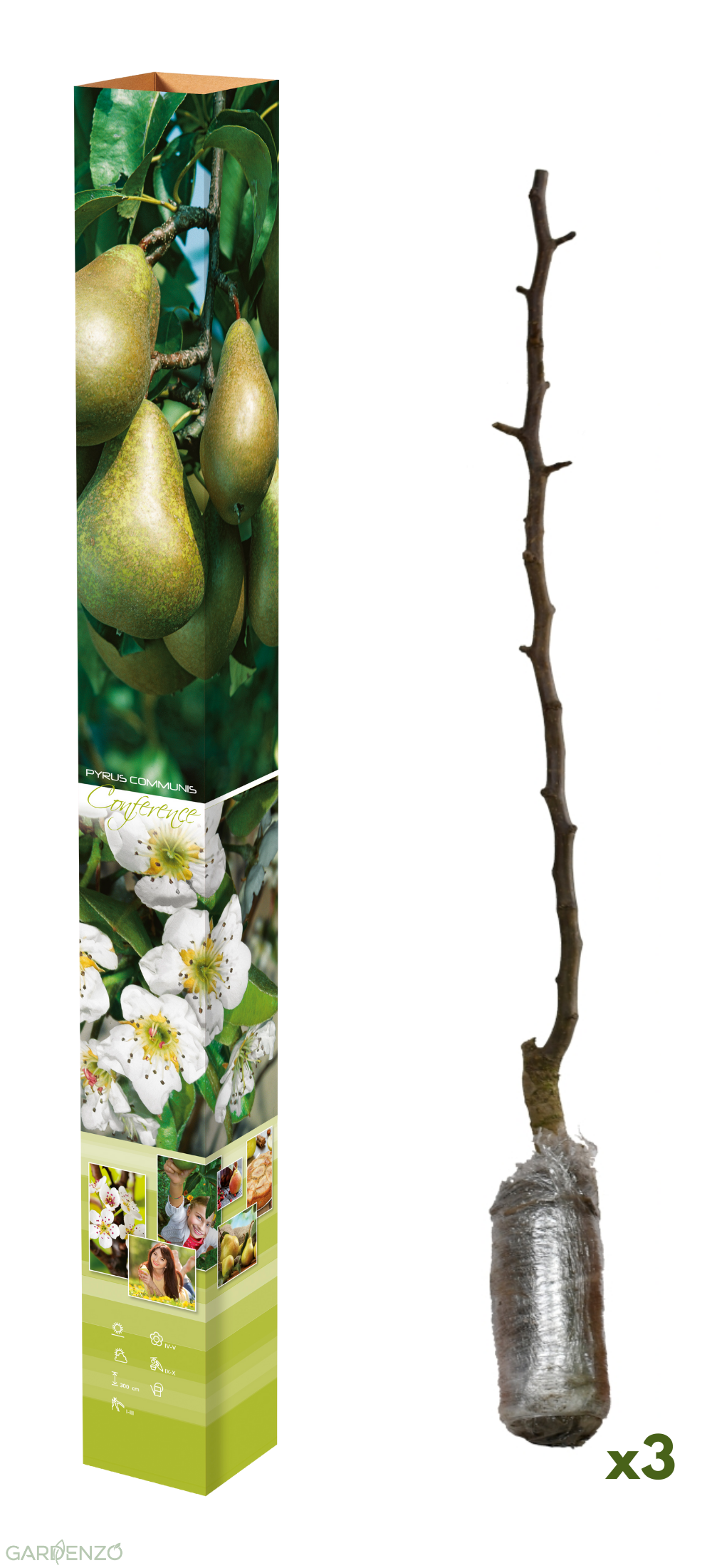 Lot de 3 poiriers (Conférence) - 85-93 cm