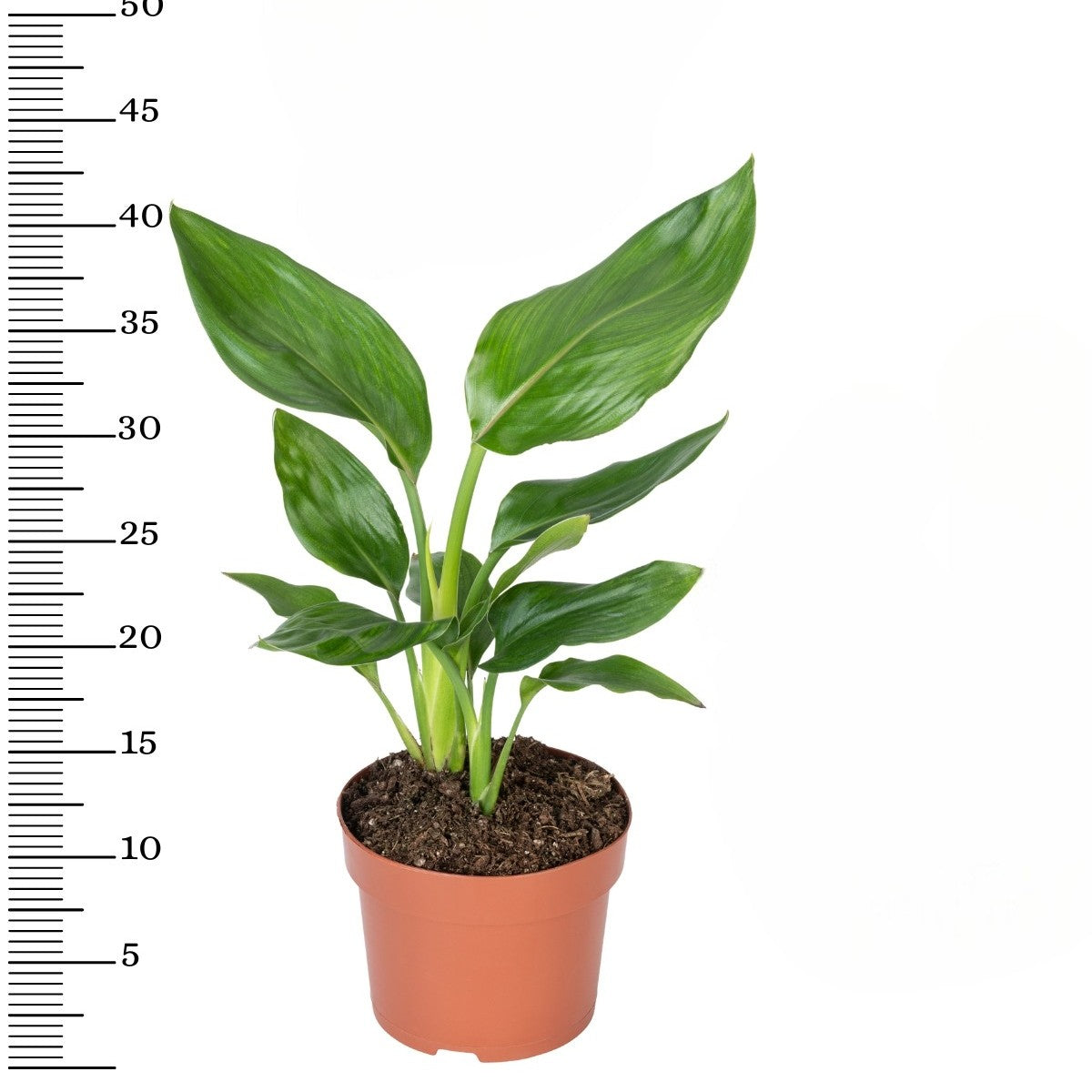 Lot de 6 Strelitzia Reginae Fleurs du Paradis - 25-38 cm