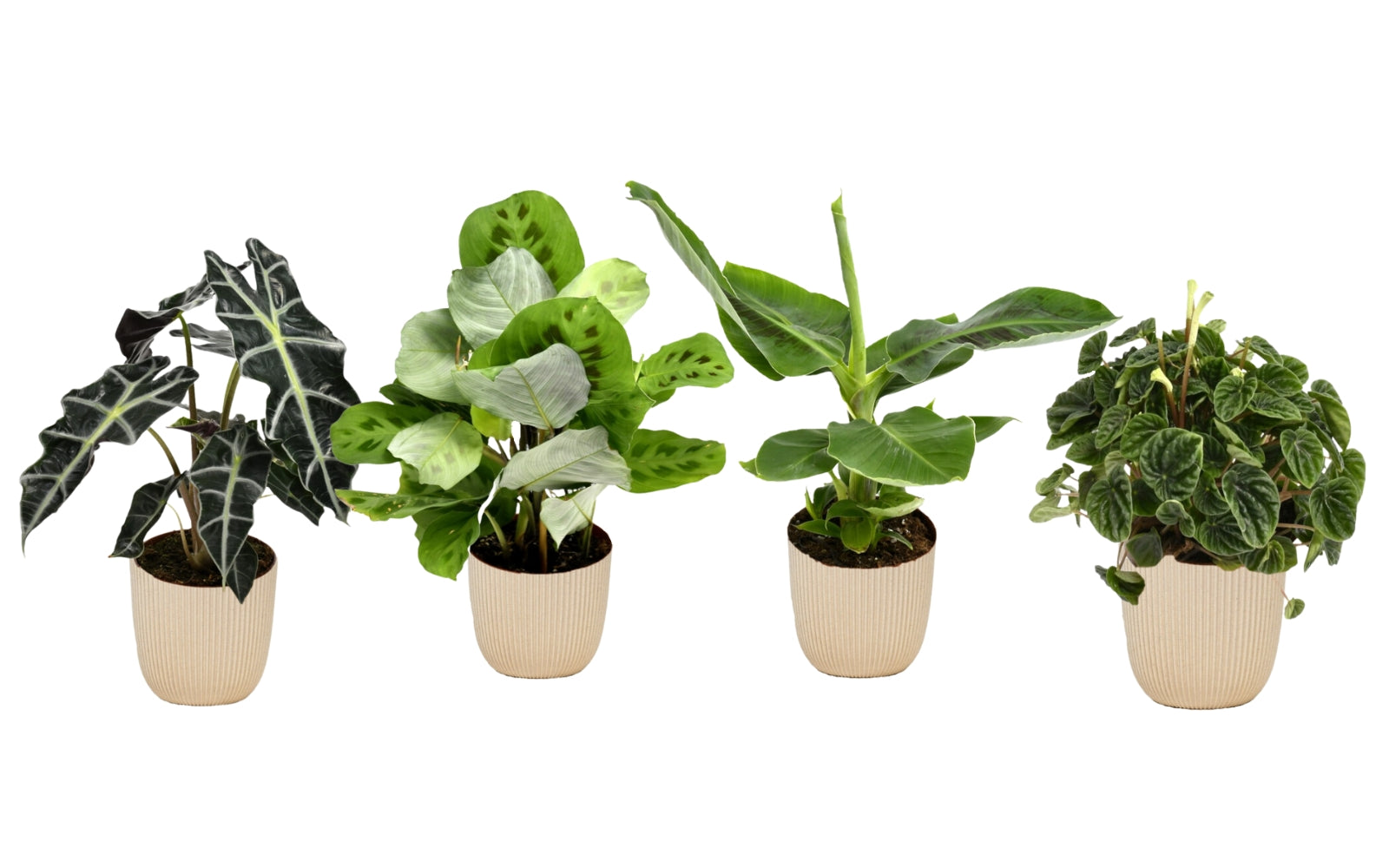 Mix exotique de 4 plantes d'intérieur (1x Alocasia 'Polly', 1x Maranta Kerchoveana, 1x Musa Oriental Dwarf, 1x Peperomia Lilian) 20-30 cm