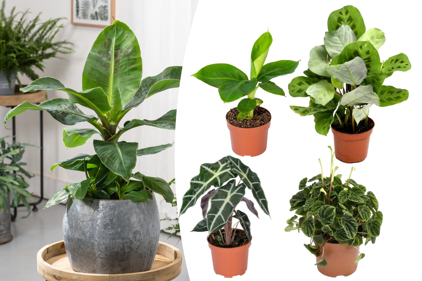 Mix exotique de 4 plantes d'intérieur (1x Alocasia 'Polly', 1x Maranta Kerchoveana, 1x Musa Oriental Dwarf, 1x Peperomia Lilian) 20-30 cm