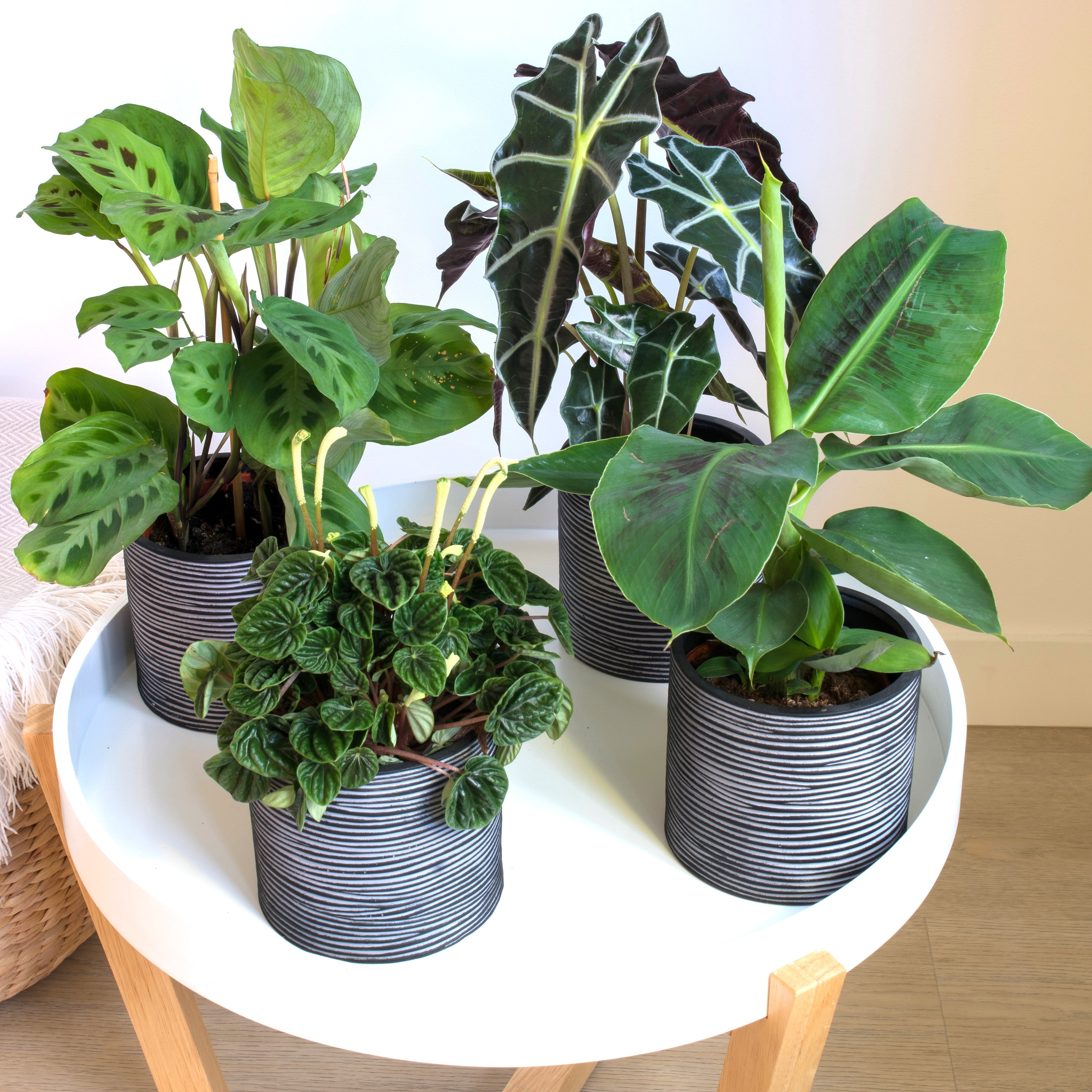 Mix exotique de 4 plantes d'intérieur (1x Alocasia 'Polly', 1x Maranta Kerchoveana, 1x Musa Oriental Dwarf, 1x Peperomia Lilian) 20-30 cm