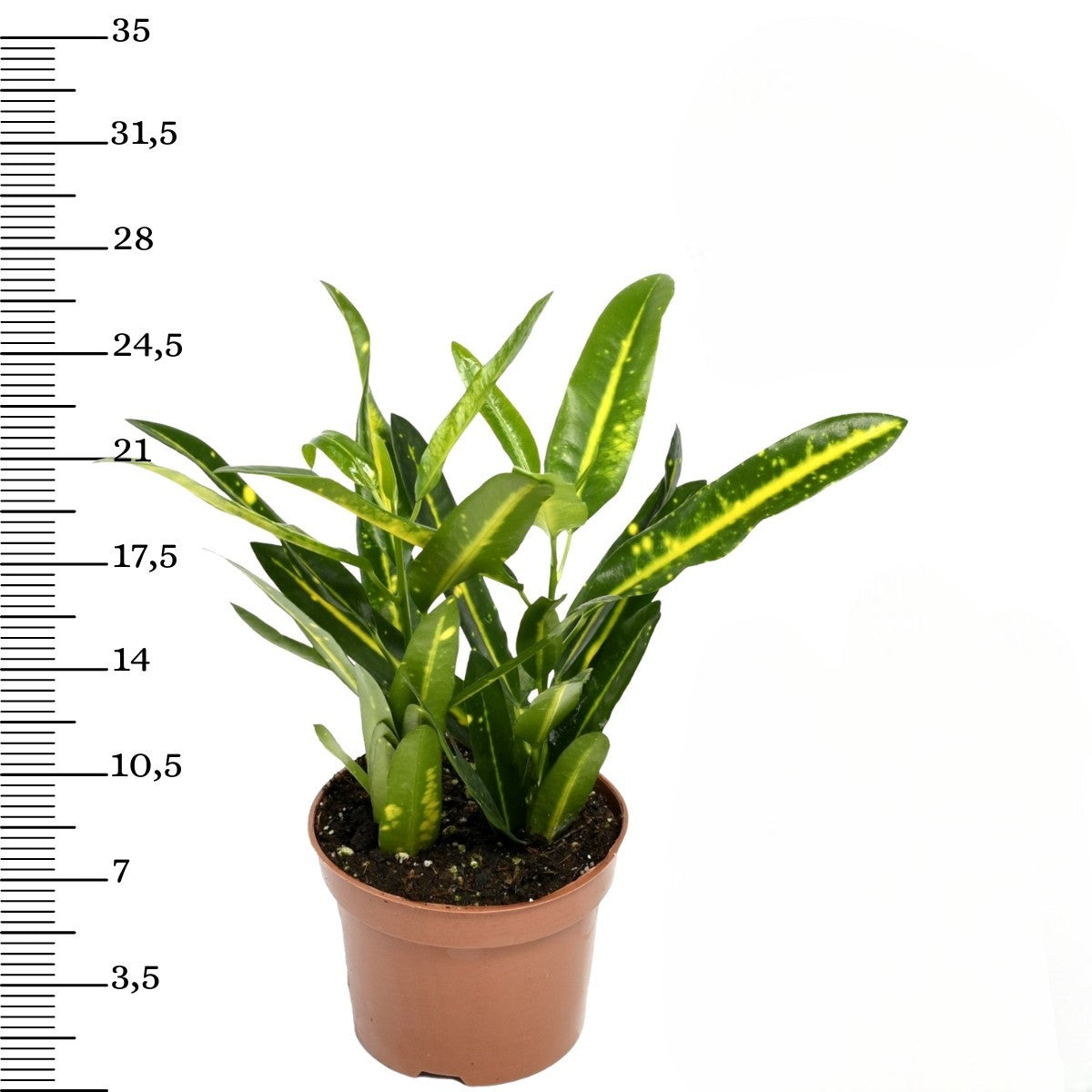 Mix de 4 plantes d'intérieur Tendance (1x Croton Sunny Star, 1x Ficus Natasja, 1x Dracaena Lemon Lime, 1x Dieffenbachia Camilla) 20-30 cm