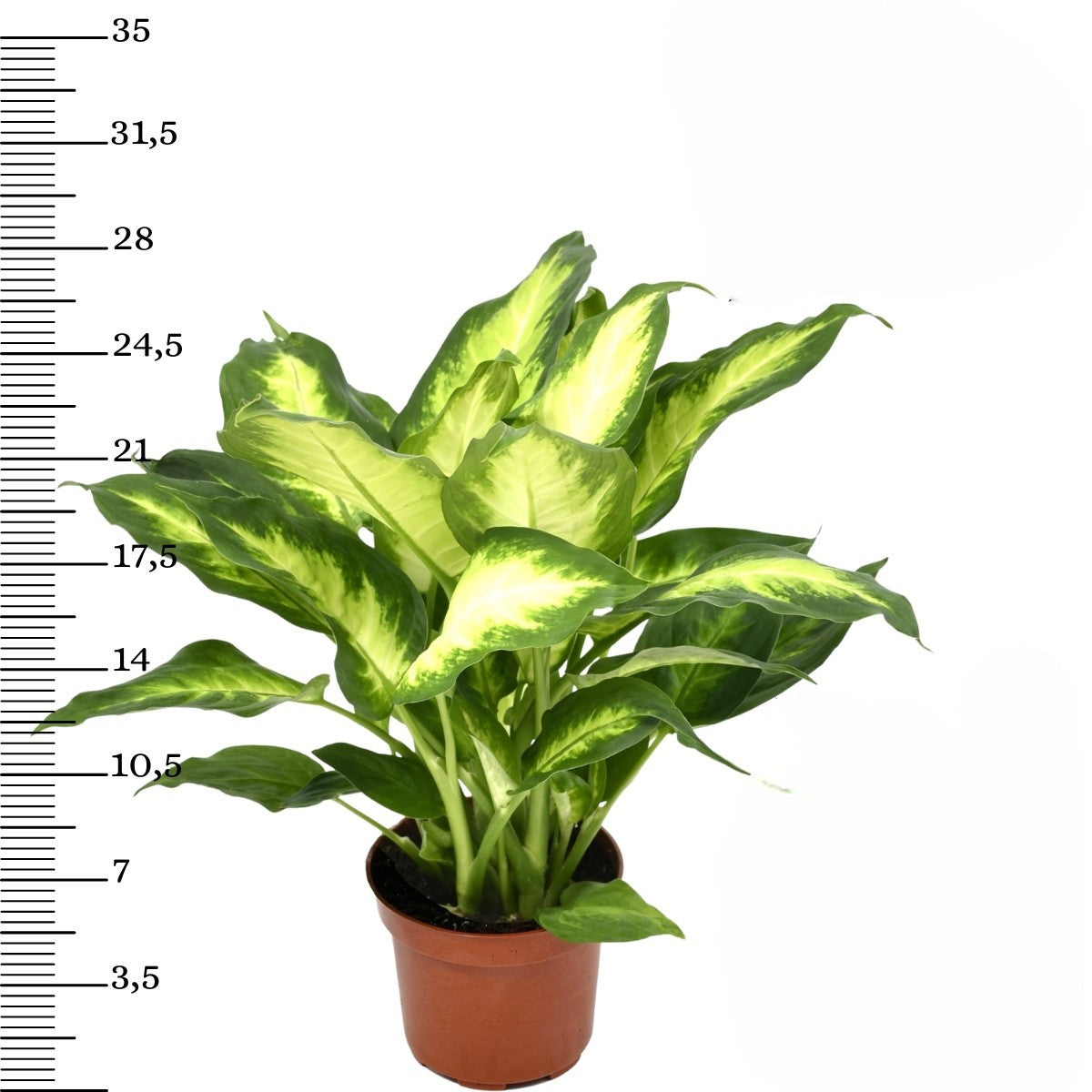 Mix de 4 plantes d'intérieur Tendance (1x Croton Sunny Star, 1x Ficus Natasja, 1x Dracaena Lemon Lime, 1x Dieffenbachia Camilla) 20-30 cm