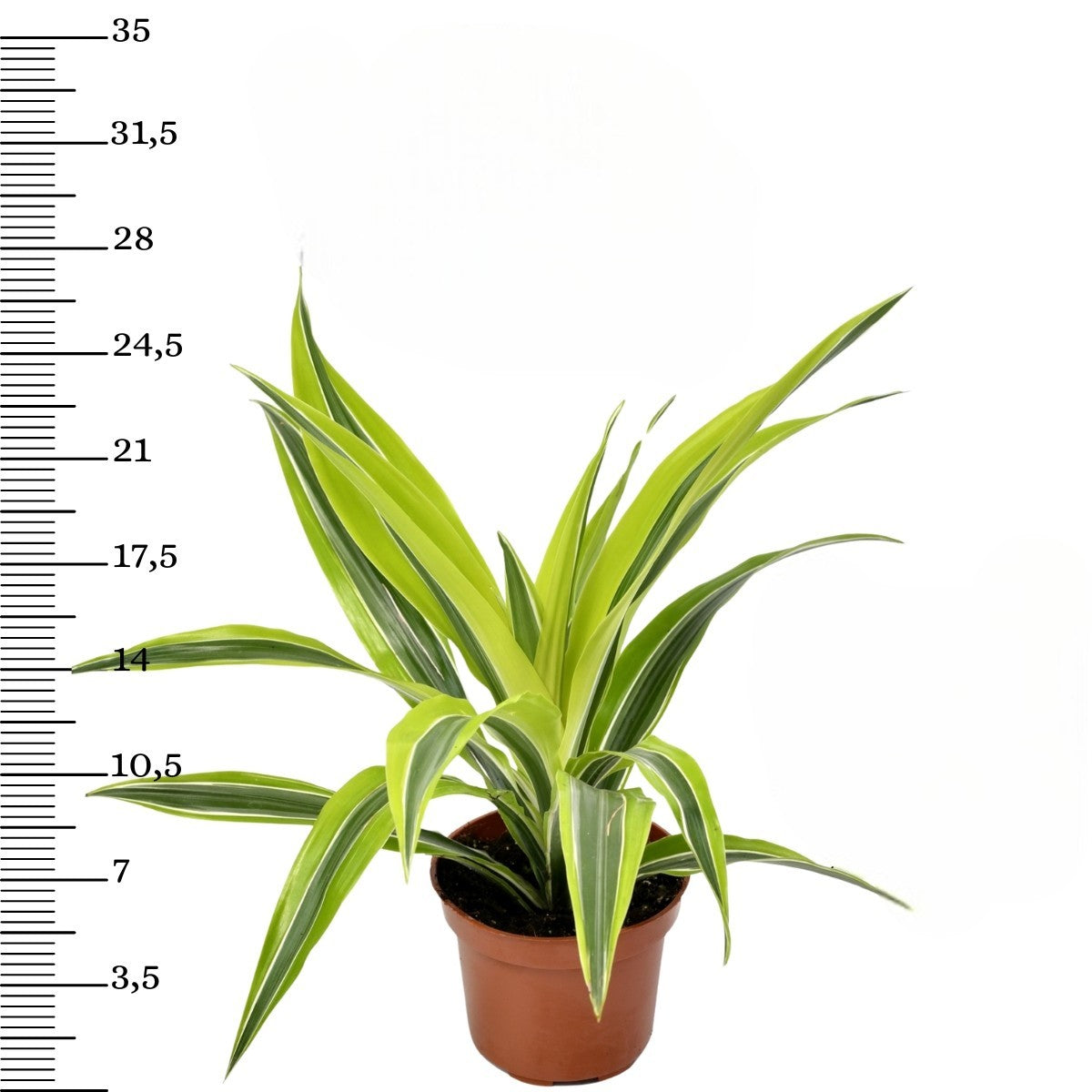 Mix de 4 plantes d'intérieur Tendance (1x Croton Sunny Star, 1x Ficus Natasja, 1x Dracaena Lemon Lime, 1x Dieffenbachia Camilla) 20-30 cm