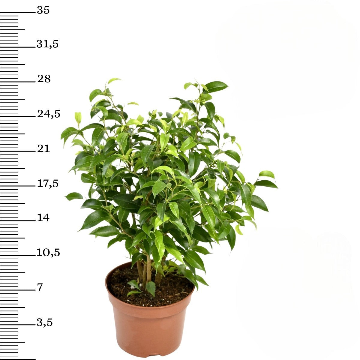 Mix de 4 plantes d'intérieur Tendance (1x Croton Sunny Star, 1x Ficus Natasja, 1x Dracaena Lemon Lime, 1x Dieffenbachia Camilla) 20-30 cm