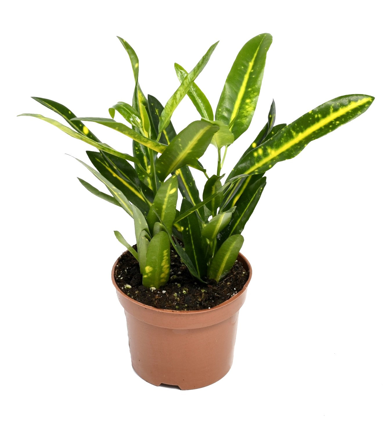 Mix de 4 plantes d'intérieur Tendance (1x Croton Sunny Star, 1x Ficus Natasja, 1x Dracaena Lemon Lime, 1x Dieffenbachia Camilla) 20-30 cm