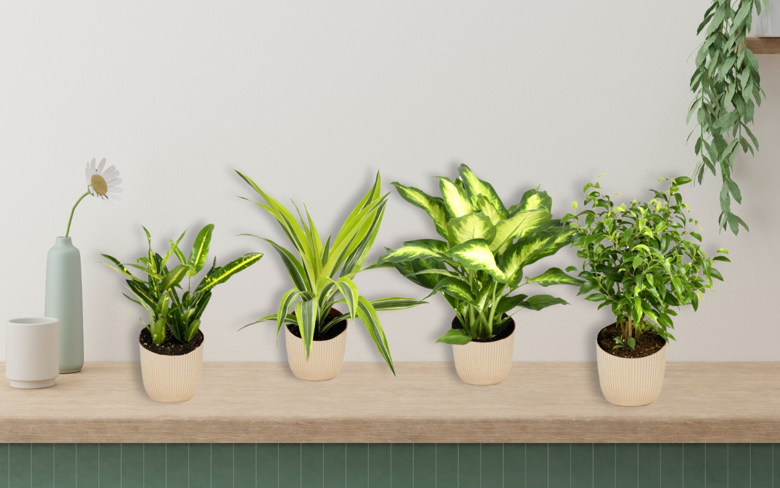 Mix de 4 plantes d'intérieur Tendance (1x Croton Sunny Star, 1x Ficus Natasja, 1x Dracaena Lemon Lime, 1x Dieffenbachia Camilla) 20-30 cm