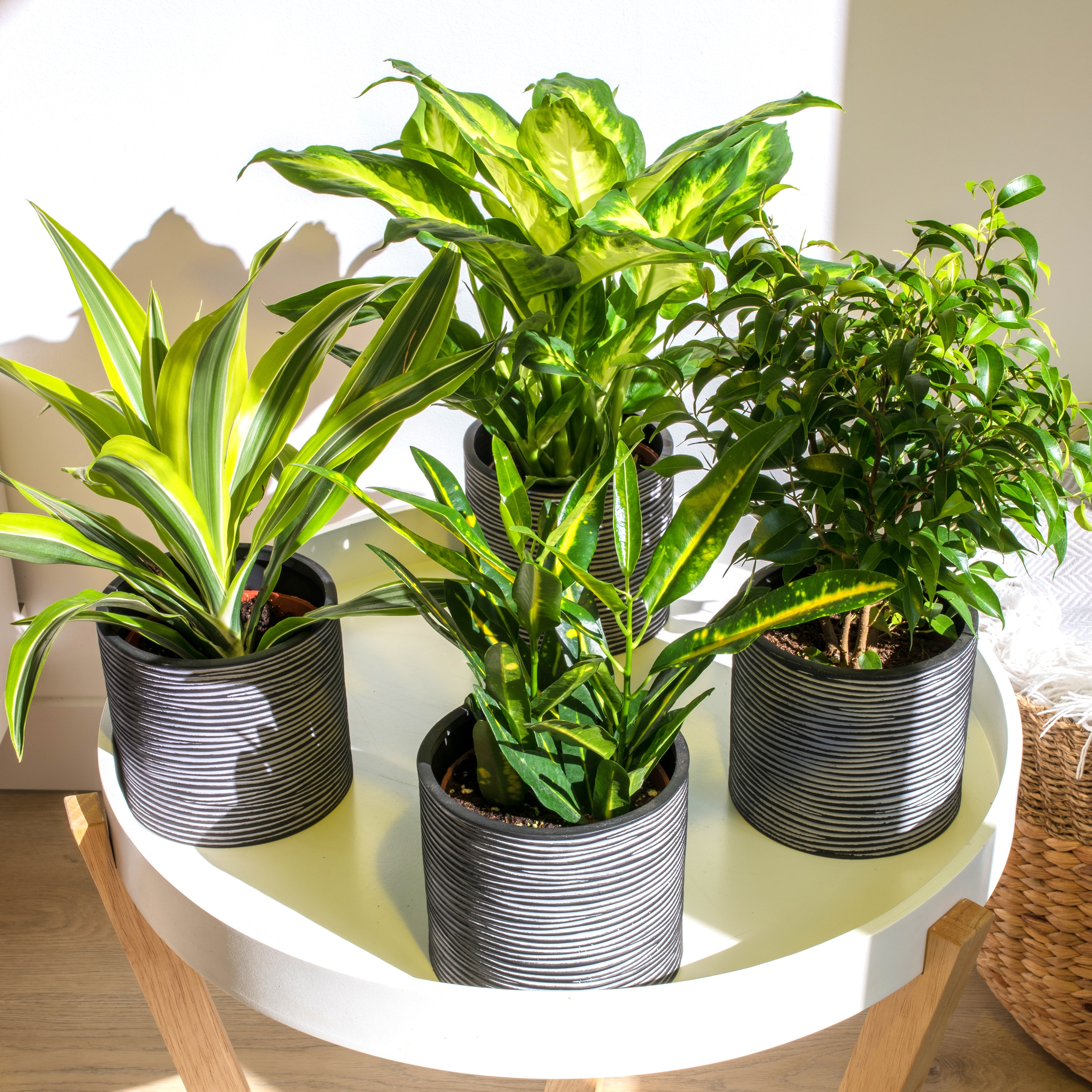 Mix de 4 plantes d'intérieur Tendance (1x Croton Sunny Star, 1x Ficus Natasja, 1x Dracaena Lemon Lime, 1x Dieffenbachia Camilla) 20-30 cm