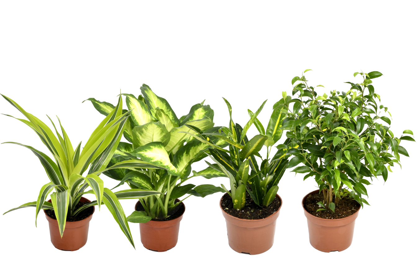 Mix de 4 plantes d'intérieur Tendance (1x Croton Sunny Star, 1x Ficus Natasja, 1x Dracaena Lemon Lime, 1x Dieffenbachia Camilla) 20-30 cm