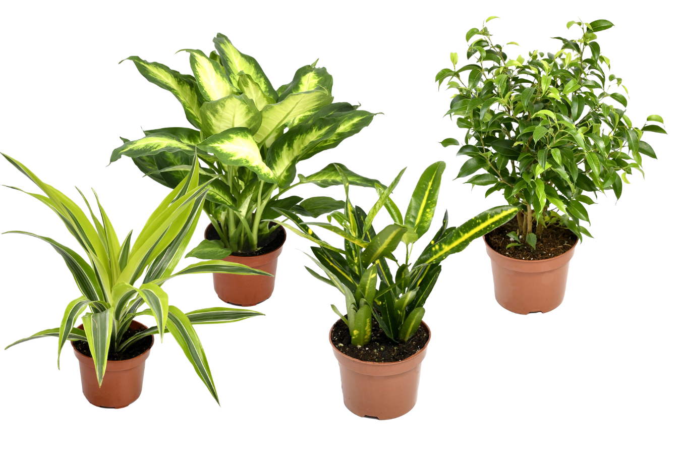 Mix de 4 plantes d'intérieur Tendance (1x Croton Sunny Star, 1x Ficus Natasja, 1x Dracaena Lemon Lime, 1x Dieffenbachia Camilla) 20-30 cm