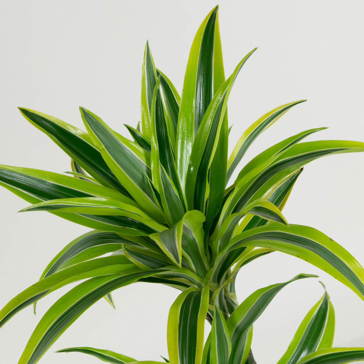 Mix de 4 plantes d'intérieur Tendance (1x Croton Sunny Star, 1x Ficus Natasja, 1x Dracaena Lemon Lime, 1x Dieffenbachia Camilla) 20-30 cm