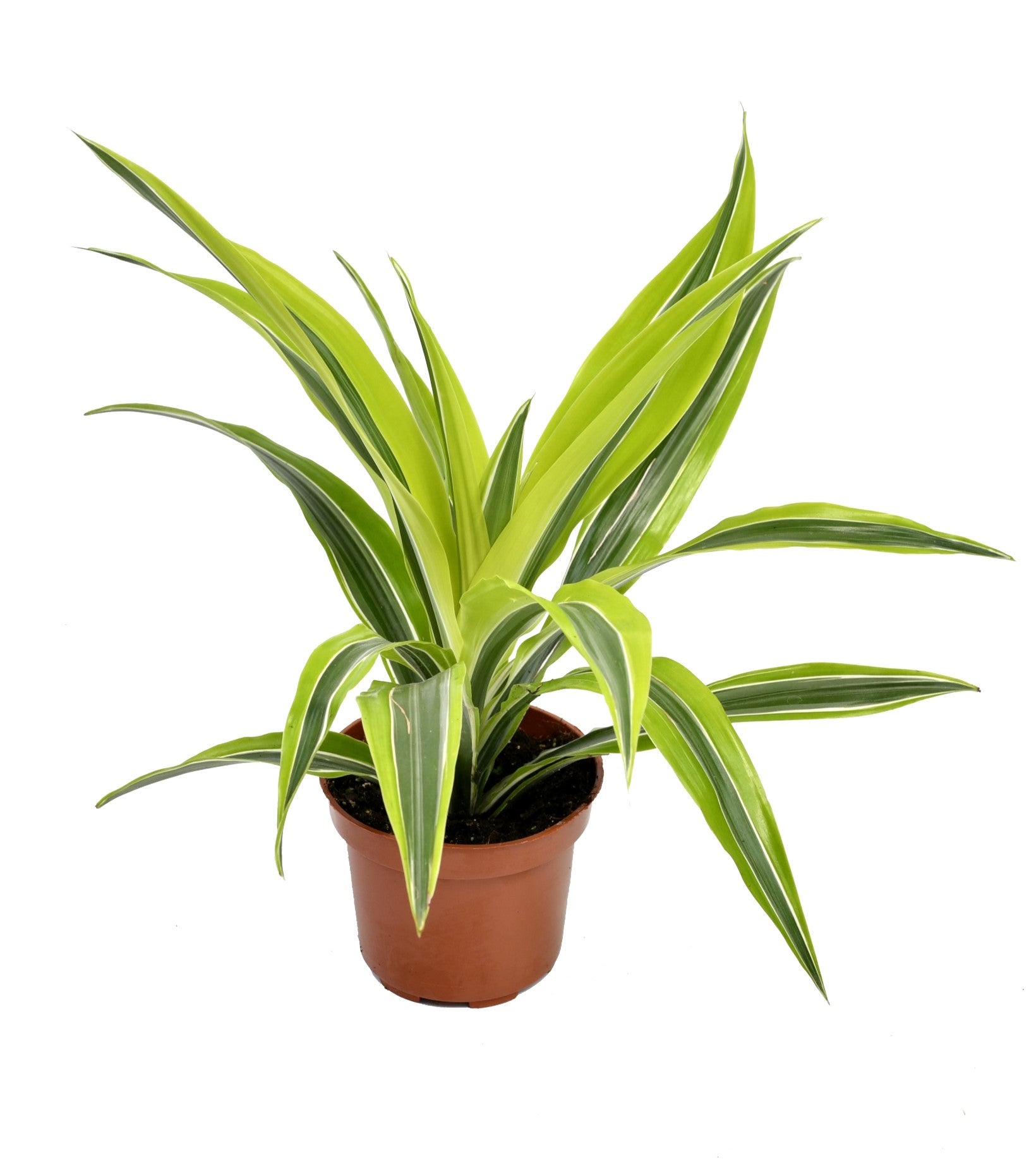 Mix de 4 plantes d'intérieur Tendance (1x Croton Sunny Star, 1x Ficus Natasja, 1x Dracaena Lemon Lime, 1x Dieffenbachia Camilla) 20-30 cm