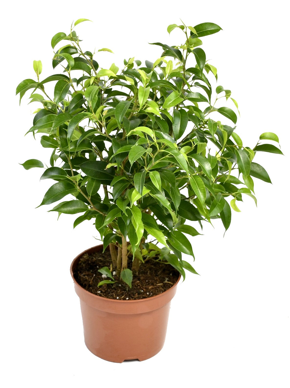 Mix de 4 plantes d'intérieur Tendance (1x Croton Sunny Star, 1x Ficus Natasja, 1x Dracaena Lemon Lime, 1x Dieffenbachia Camilla) 20-30 cm