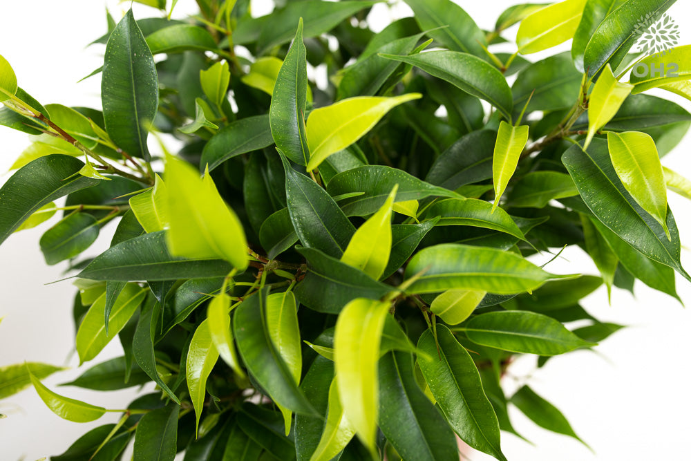 Mix de 4 plantes d'intérieur Tendance (1x Croton Sunny Star, 1x Ficus Natasja, 1x Dracaena Lemon Lime, 1x Dieffenbachia Camilla) 20-30 cm