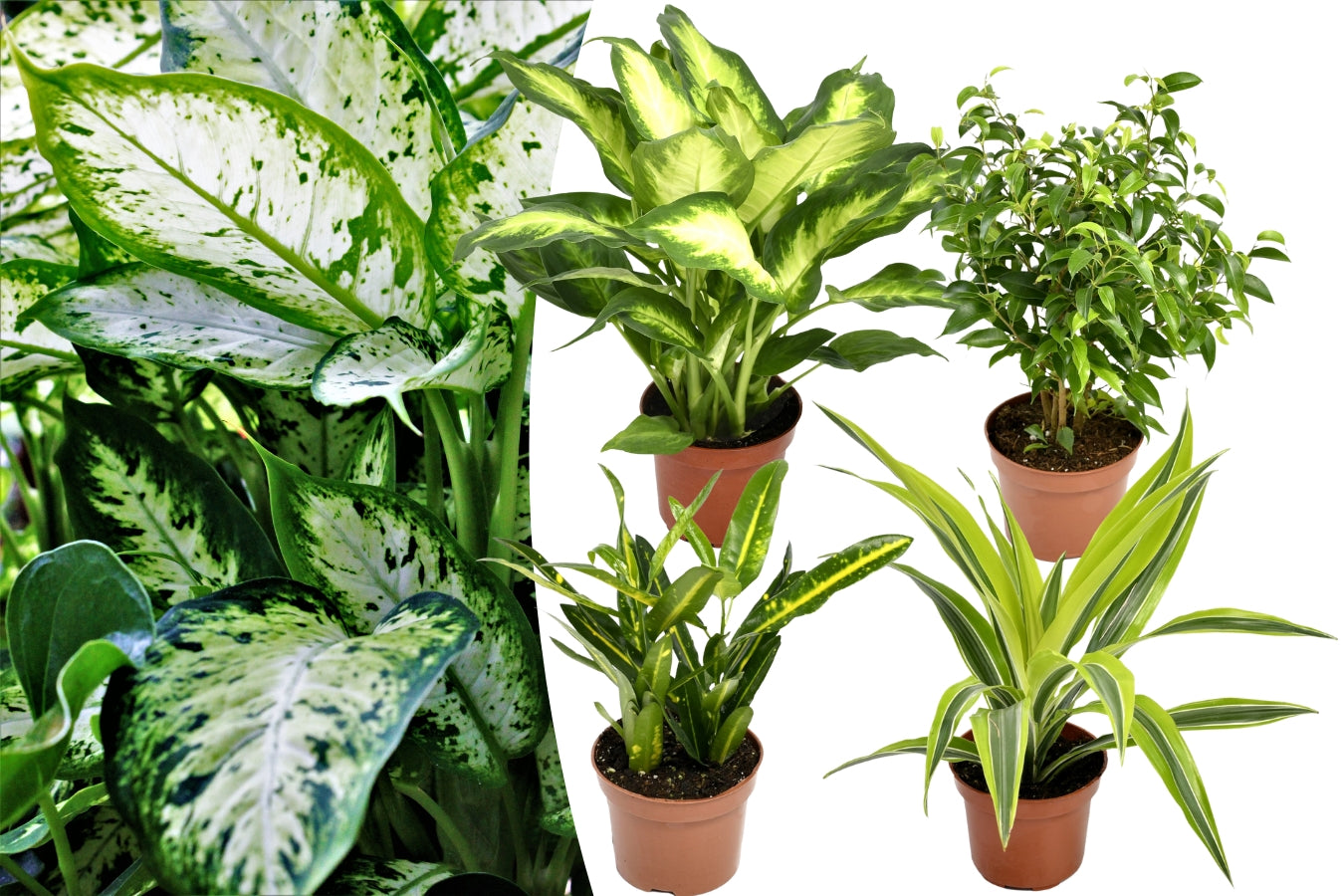 Mix de 4 plantes d'intérieur Tendance (1x Croton Sunny Star, 1x Ficus Natasja, 1x Dracaena Lemon Lime, 1x Dieffenbachia Camilla) 20-30 cm