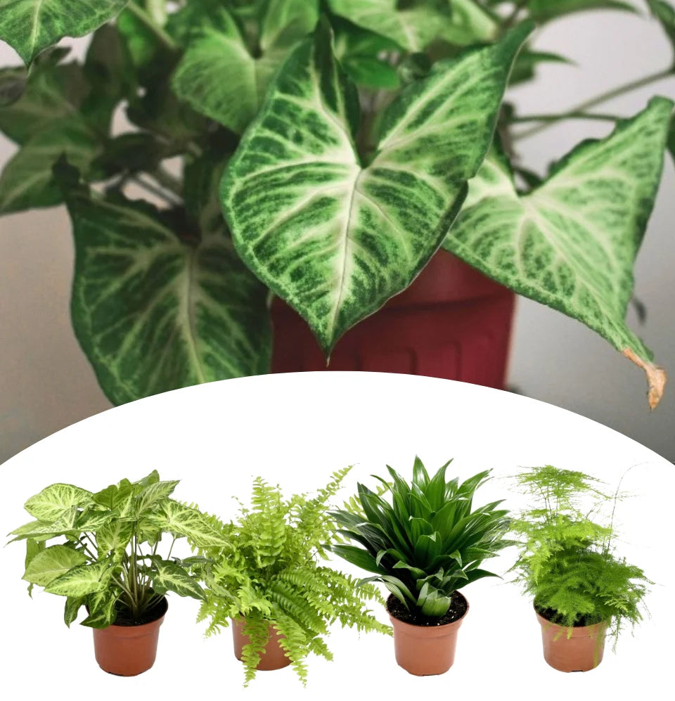 Mix premium de 4 plantes d'intérieur (1x Asparagus Plumosus, 1x Dracaena 'Compacta', 1x Syngonium Arrow, 1x Nephrolepis Boston) 20-30 cm