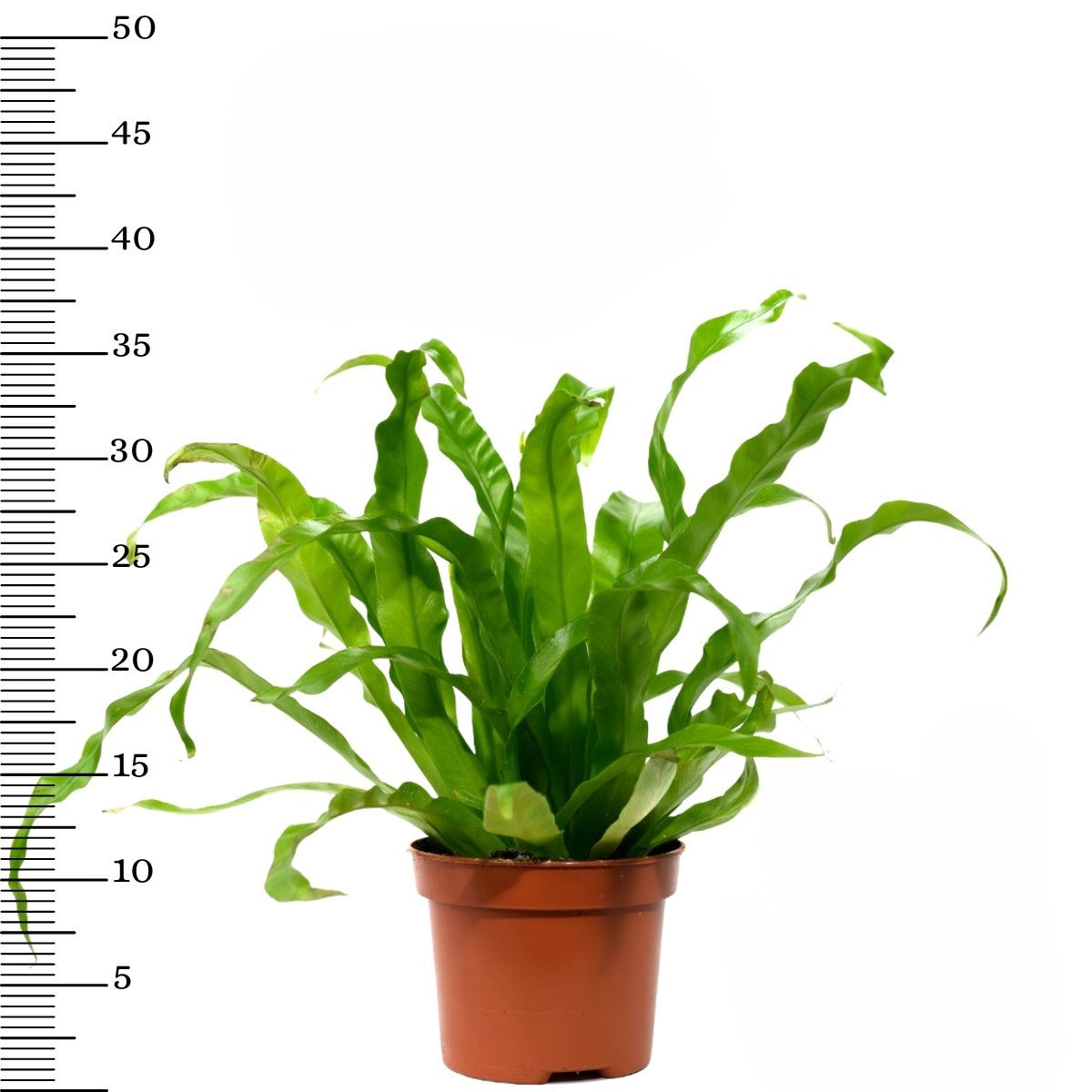 Ensemble de 5 plantes d'intérieur purificatrices d'air (1x Dracaena Compacta, 1x Ficus elastica Robusta, 1x Syngonium Arrow, 1x Spathiphyllum Korto, 1x Asplenium Antiquum) 25-45 cm