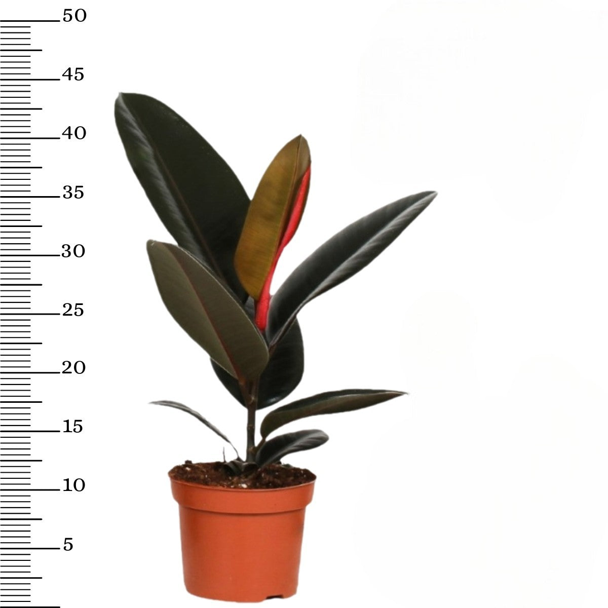 Ensemble de 5 plantes d'intérieur purificatrices d'air (1x Dracaena Compacta, 1x Ficus elastica Robusta, 1x Syngonium Arrow, 1x Spathiphyllum Korto, 1x Asplenium Antiquum) 25-45 cm