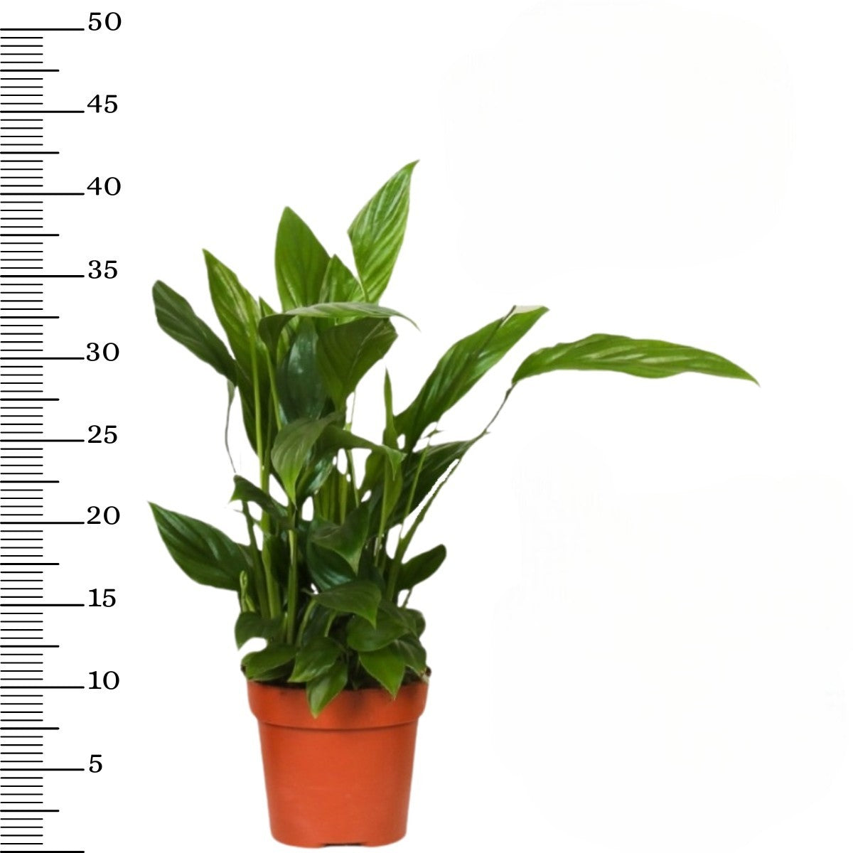 Ensemble de 5 plantes d'intérieur purificatrices d'air (1x Dracaena Compacta, 1x Ficus elastica Robusta, 1x Syngonium Arrow, 1x Spathiphyllum Korto, 1x Asplenium Antiquum) 25-45 cm