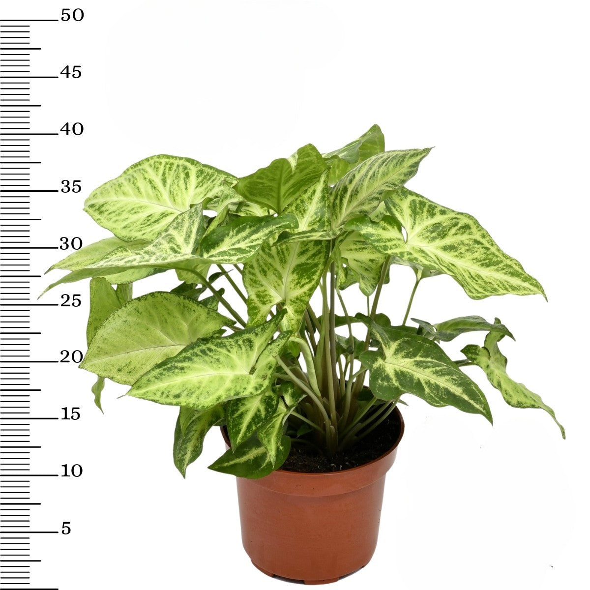 Ensemble de 5 plantes d'intérieur purificatrices d'air (1x Dracaena Compacta, 1x Ficus elastica Robusta, 1x Syngonium Arrow, 1x Spathiphyllum Korto, 1x Asplenium Antiquum) 25-45 cm
