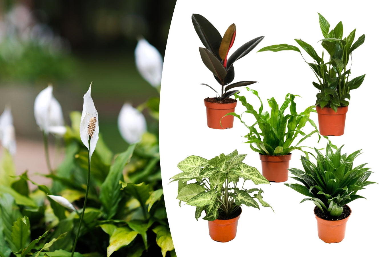 Ensemble de 5 plantes d'intérieur purificatrices d'air (1x Dracaena Compacta, 1x Ficus elastica Robusta, 1x Syngonium Arrow, 1x Spathiphyllum Korto, 1x Asplenium Antiquum) 25-45 cm