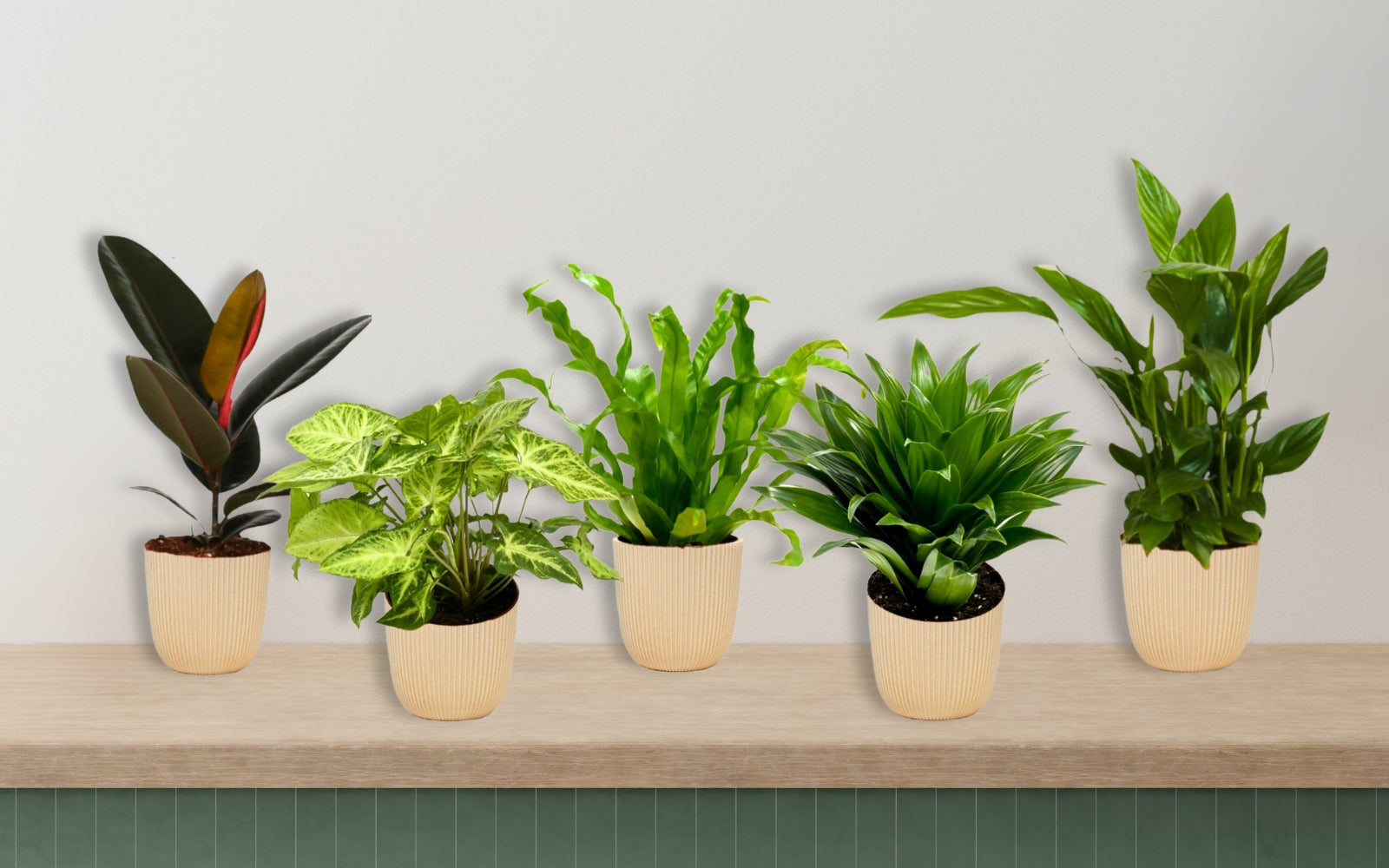 Ensemble de 5 plantes d'intérieur purificatrices d'air (1x Dracaena Compacta, 1x Ficus elastica Robusta, 1x Syngonium Arrow, 1x Spathiphyllum Korto, 1x Asplenium Antiquum) 25-45 cm