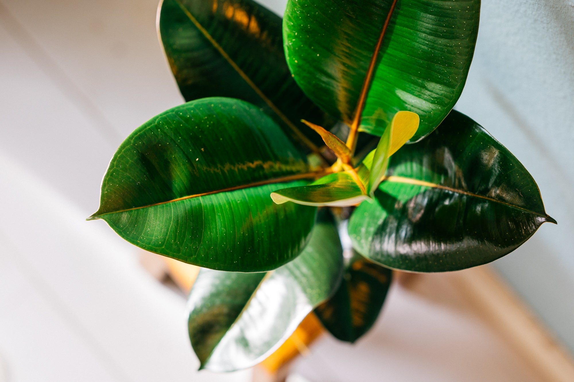 Ensemble de 5 plantes d'intérieur purificatrices d'air (1x Dracaena Compacta, 1x Ficus elastica Robusta, 1x Syngonium Arrow, 1x Spathiphyllum Korto, 1x Asplenium Antiquum) 25-45 cm