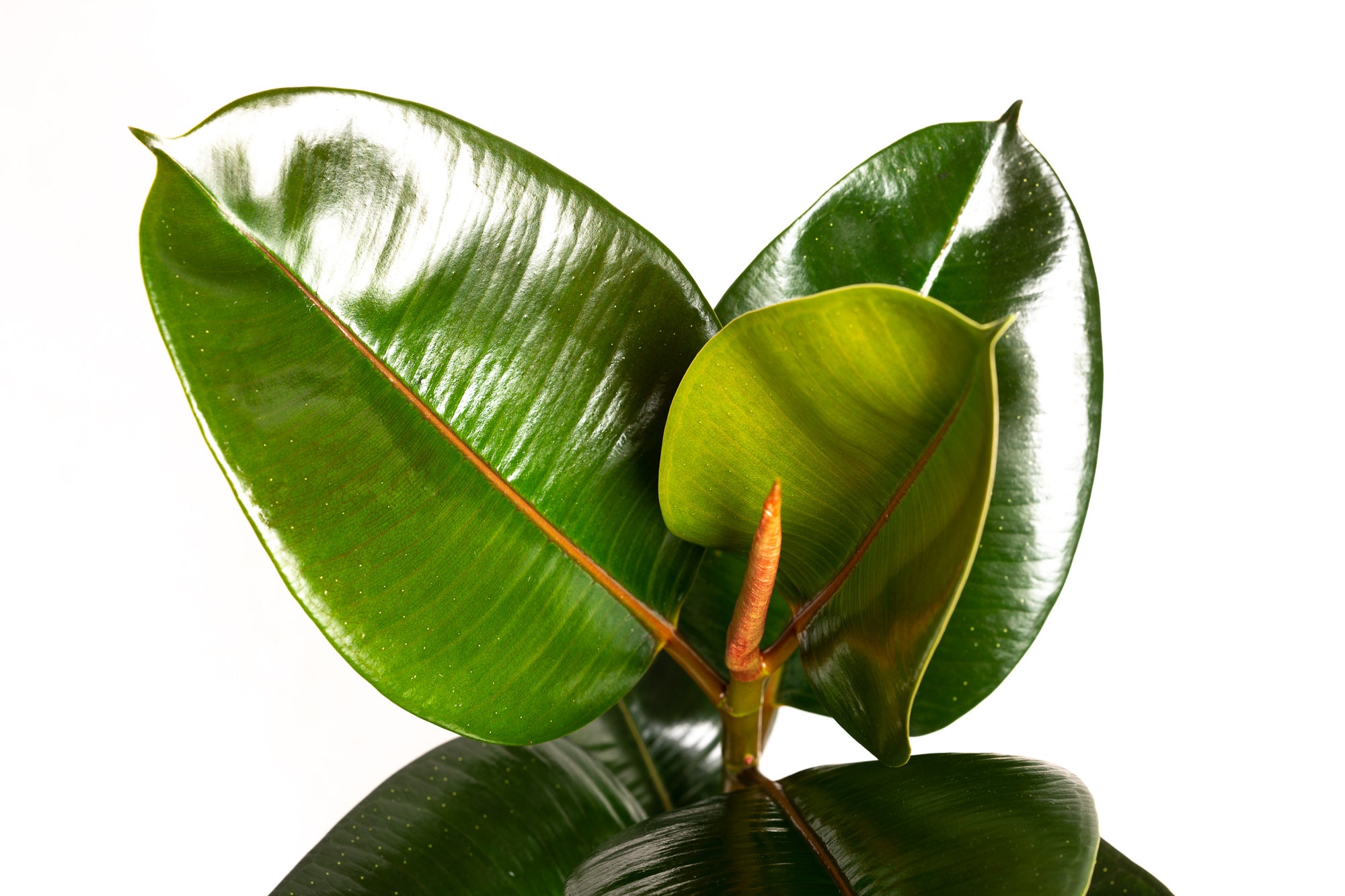 Ensemble de 5 plantes d'intérieur purificatrices d'air (1x Dracaena Compacta, 1x Ficus elastica Robusta, 1x Syngonium Arrow, 1x Spathiphyllum Korto, 1x Asplenium Antiquum) 25-45 cm