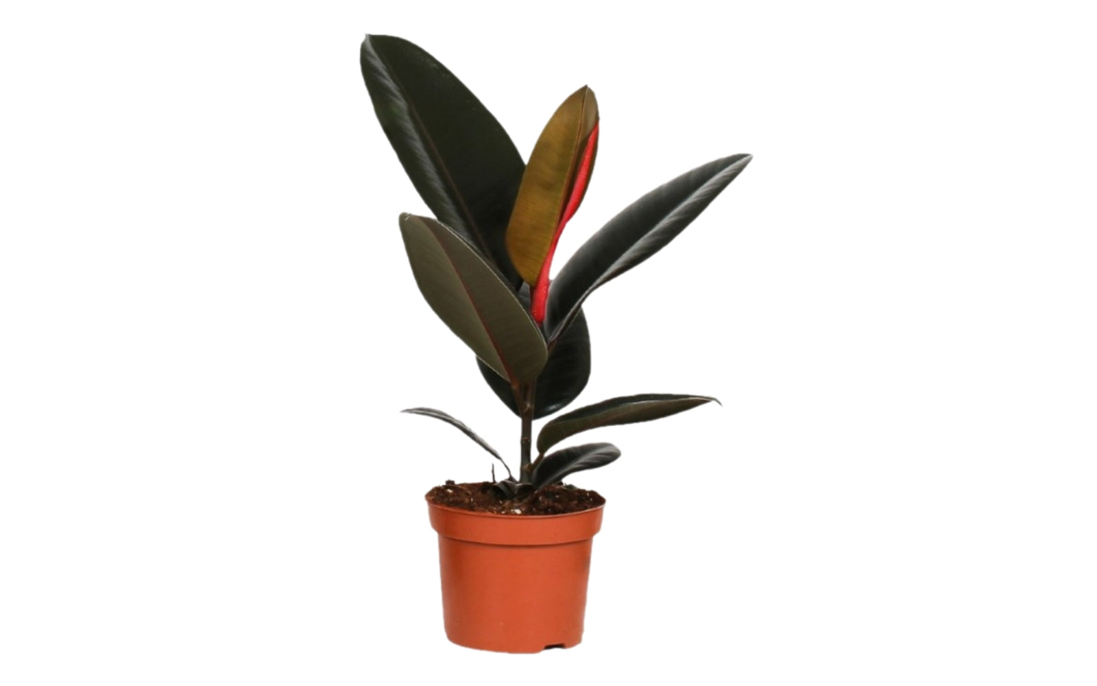 Ensemble de 5 plantes d'intérieur purificatrices d'air (1x Dracaena Compacta, 1x Ficus elastica Robusta, 1x Syngonium Arrow, 1x Spathiphyllum Korto, 1x Asplenium Antiquum) 25-45 cm