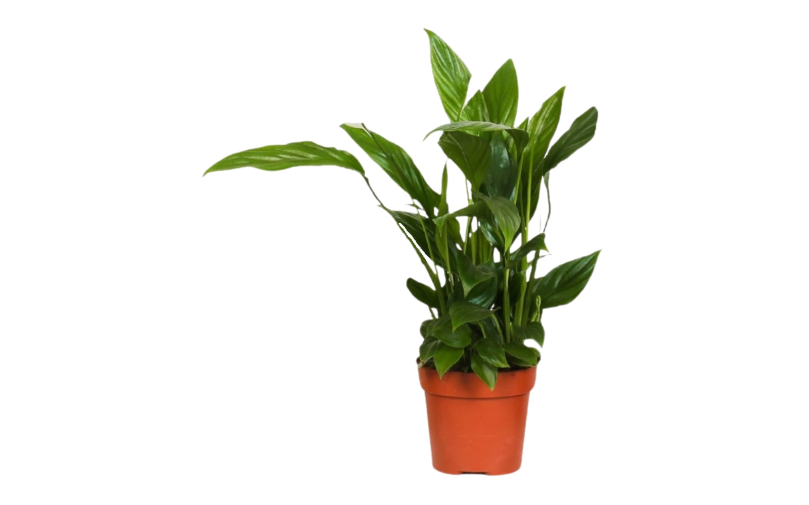 Ensemble de 5 plantes d'intérieur purificatrices d'air (1x Dracaena Compacta, 1x Ficus elastica Robusta, 1x Syngonium Arrow, 1x Spathiphyllum Korto, 1x Asplenium Antiquum) 25-45 cm