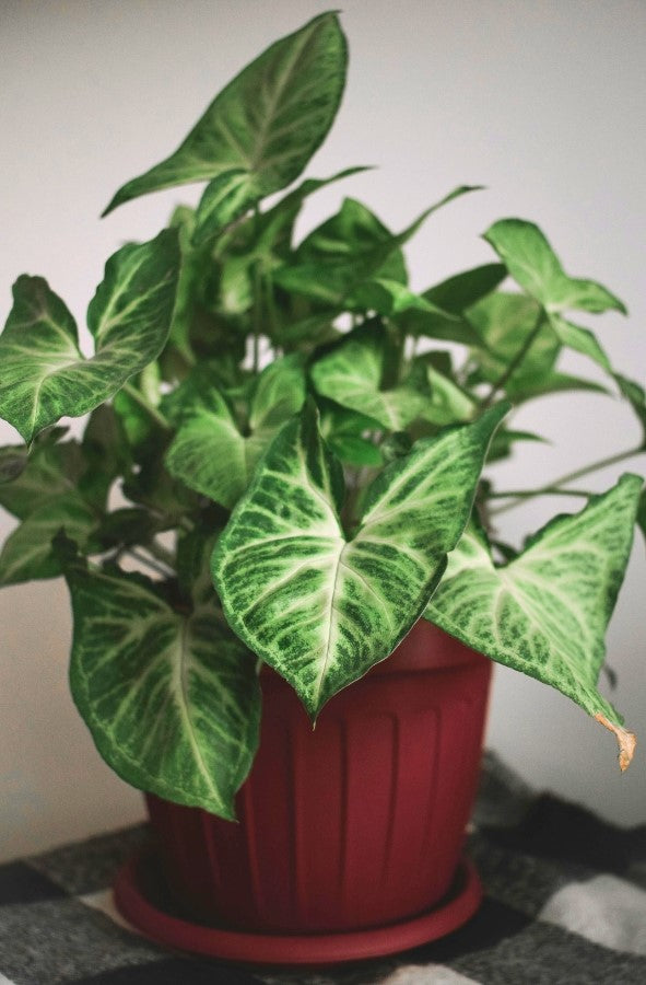 Ensemble de 5 plantes d'intérieur purificatrices d'air (1x Dracaena Compacta, 1x Ficus elastica Robusta, 1x Syngonium Arrow, 1x Spathiphyllum Korto, 1x Asplenium Antiquum) 25-45 cm